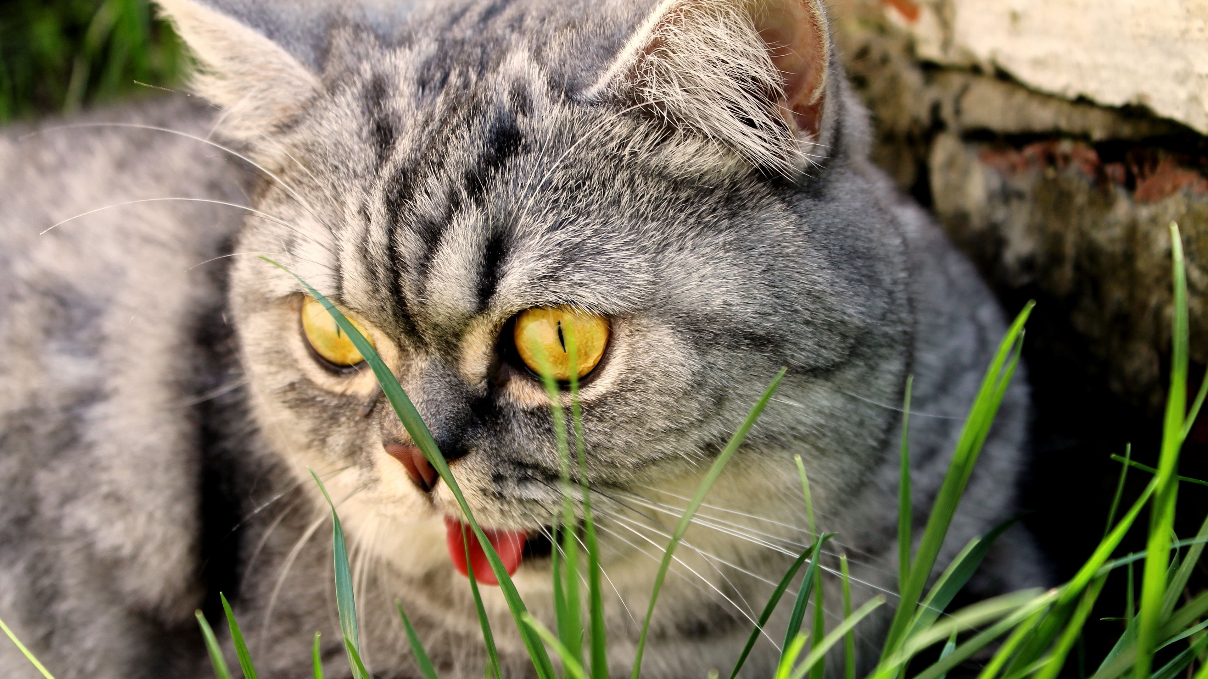 cat, face, grass, eyes, 4k, HD Wallpaper