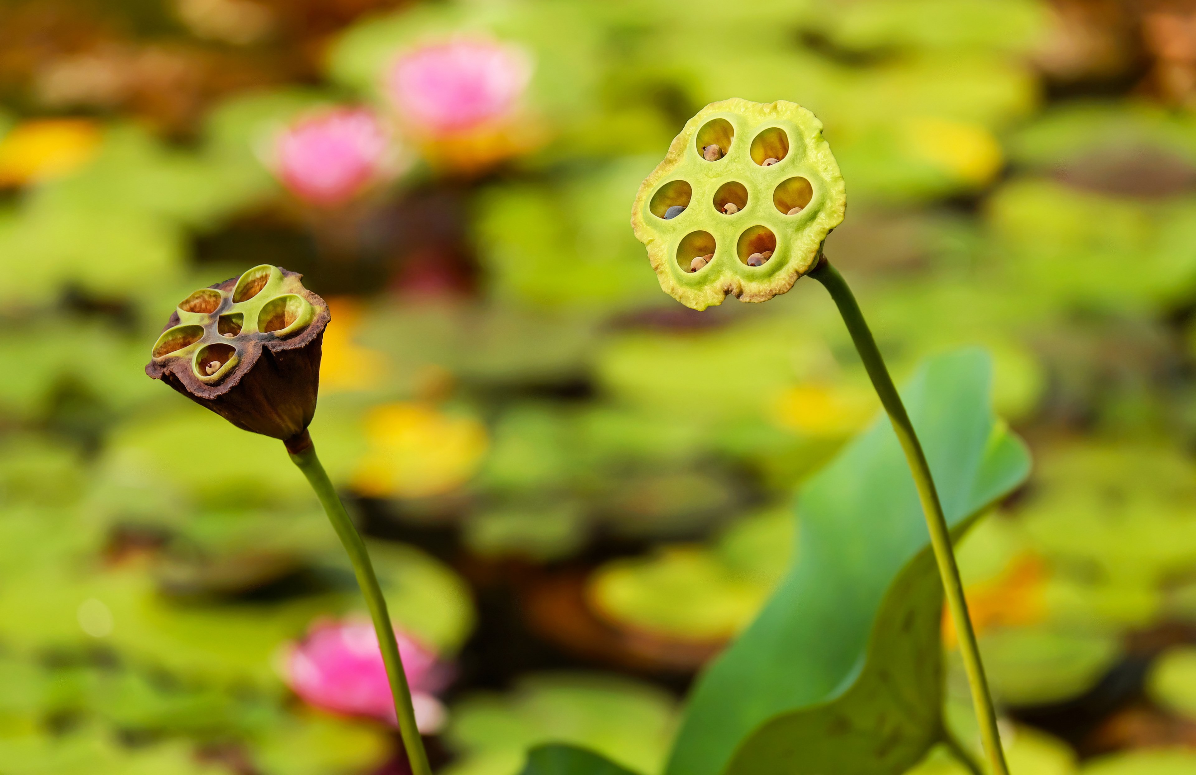 lotus flower lotus blossom bloom faded 4k, HD Wallpaper