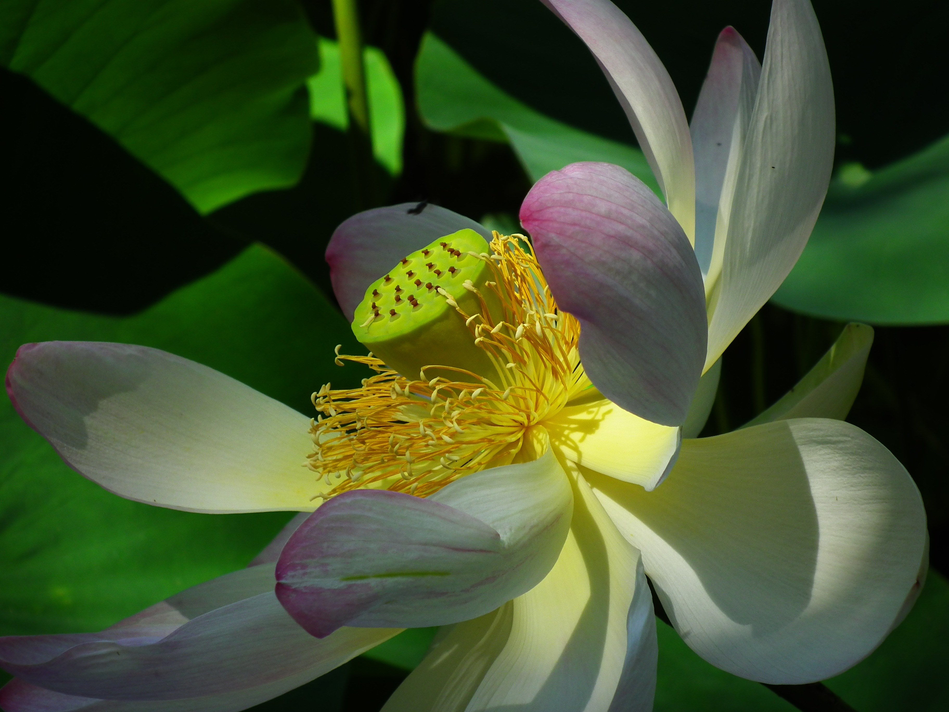 lotus flower pink nature aquatic plant 4k, HD Wallpaper