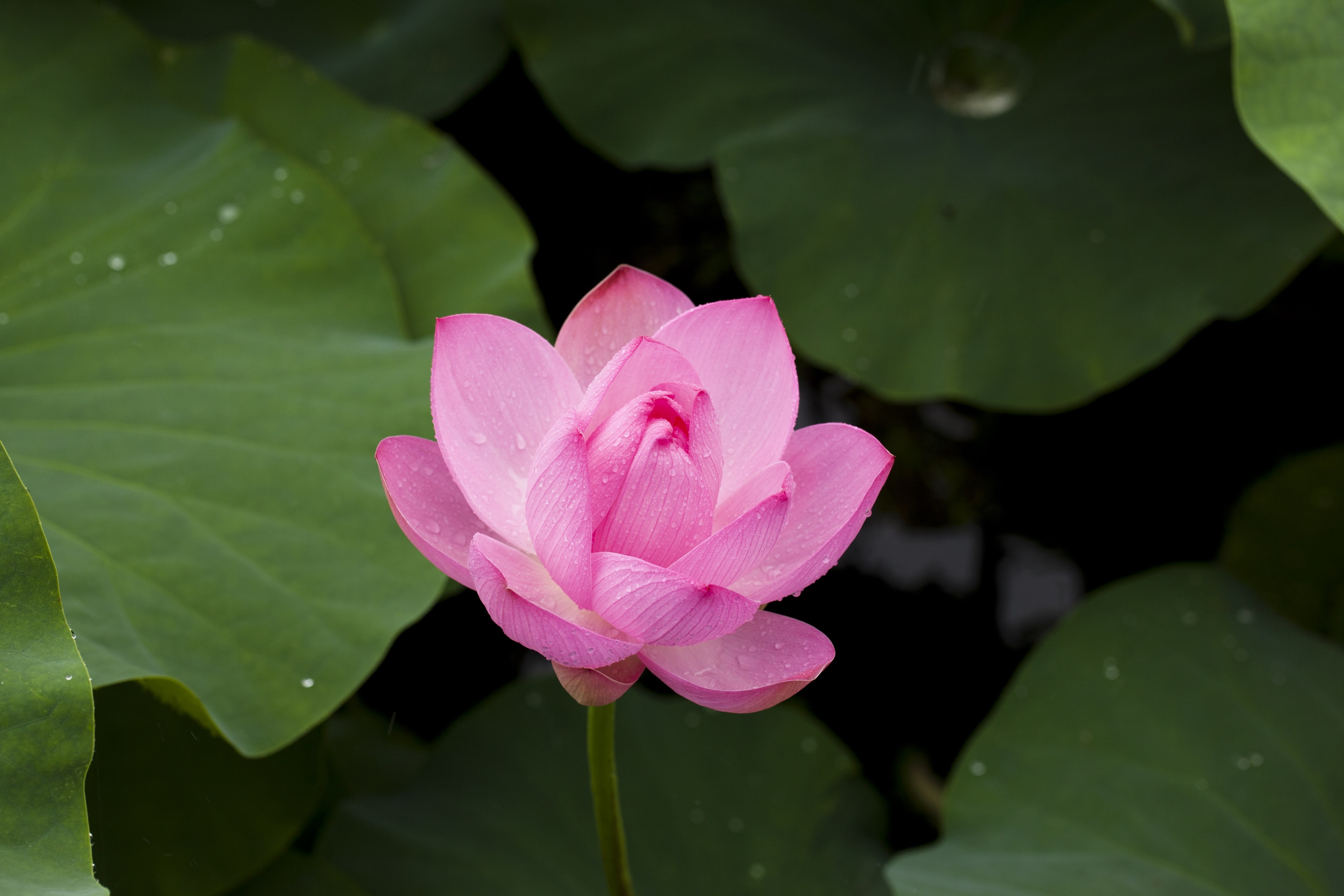 lotus nature plants flowers pink pond plants 4k, HD Wallpaper