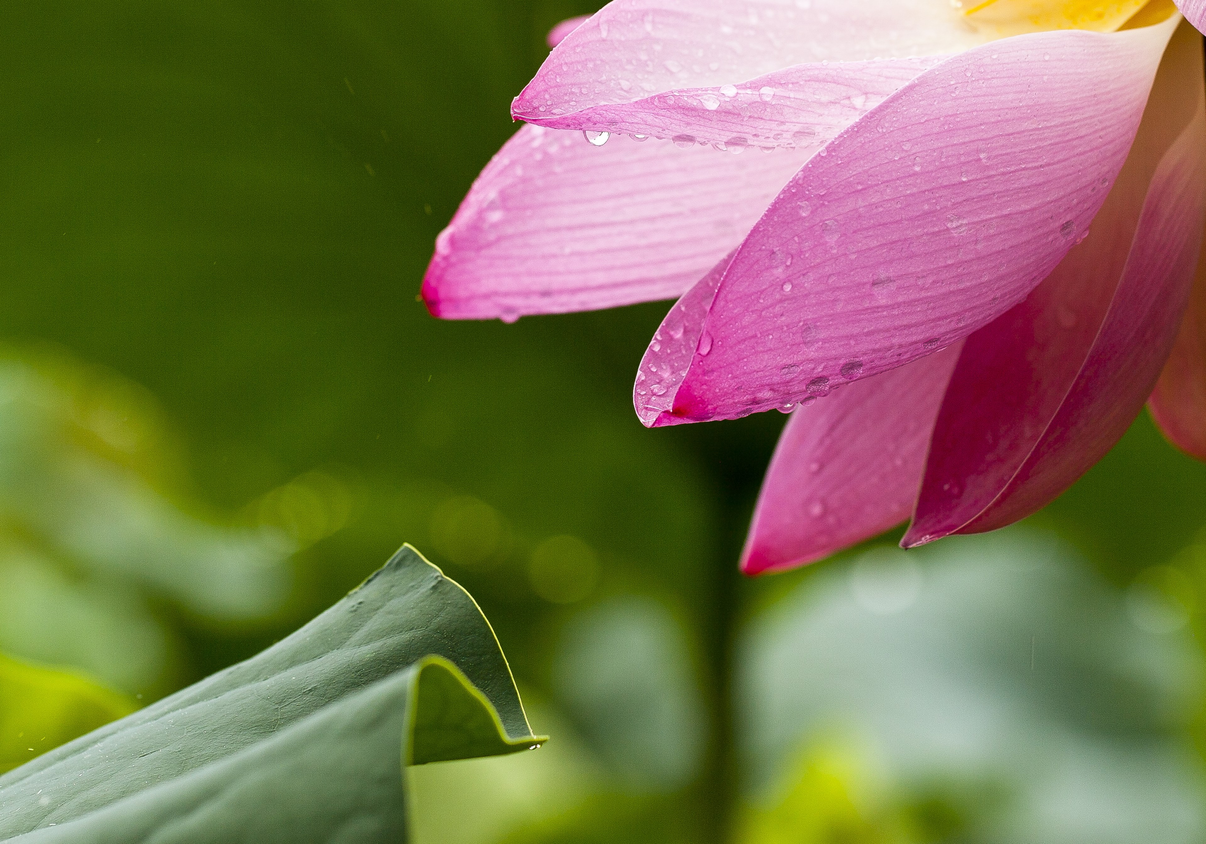 lotus flowers nature lotus leaf pink goods 4k, HD Wallpaper