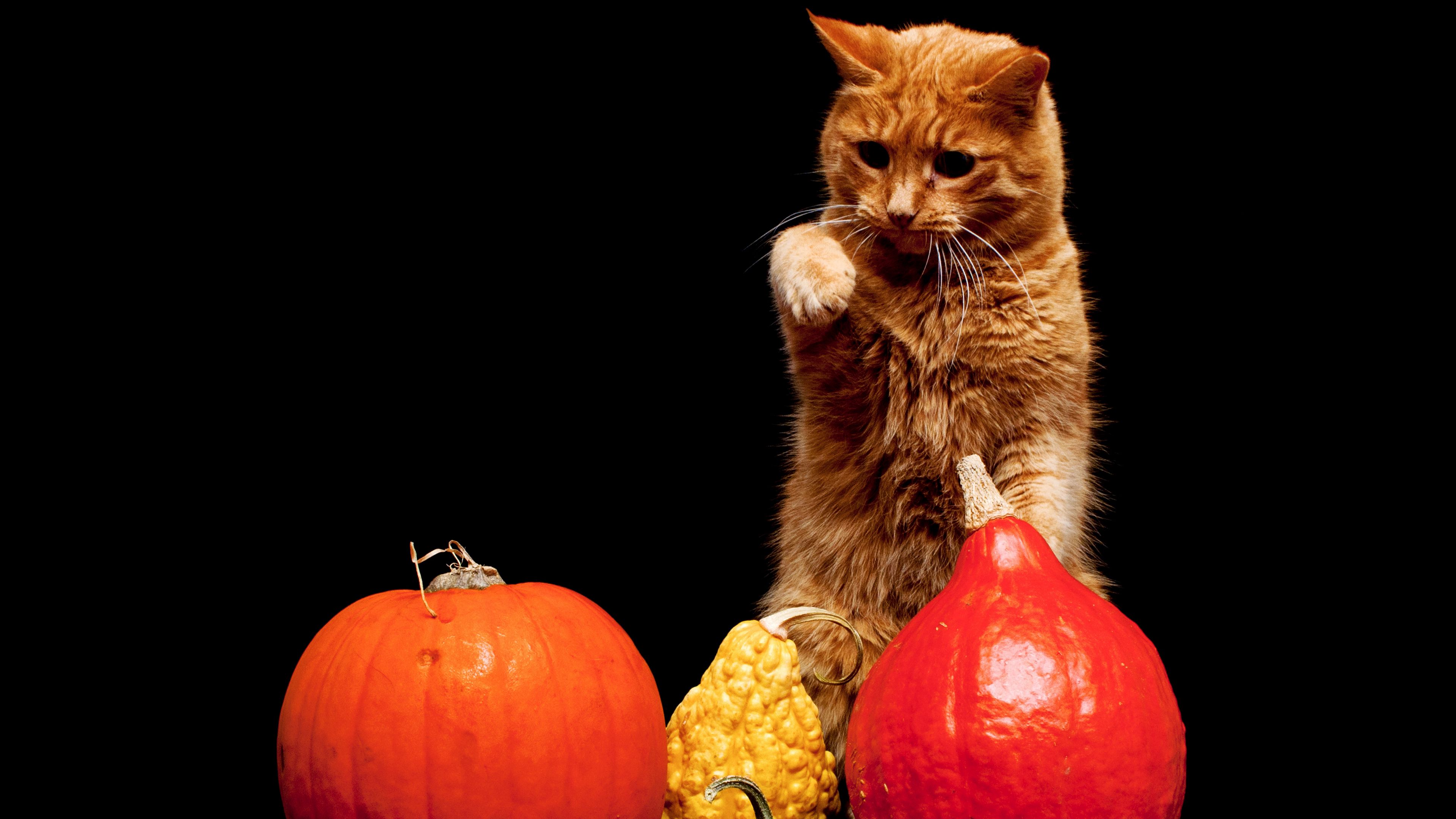 cat, pumpkin, background, 4k, HD Wallpaper