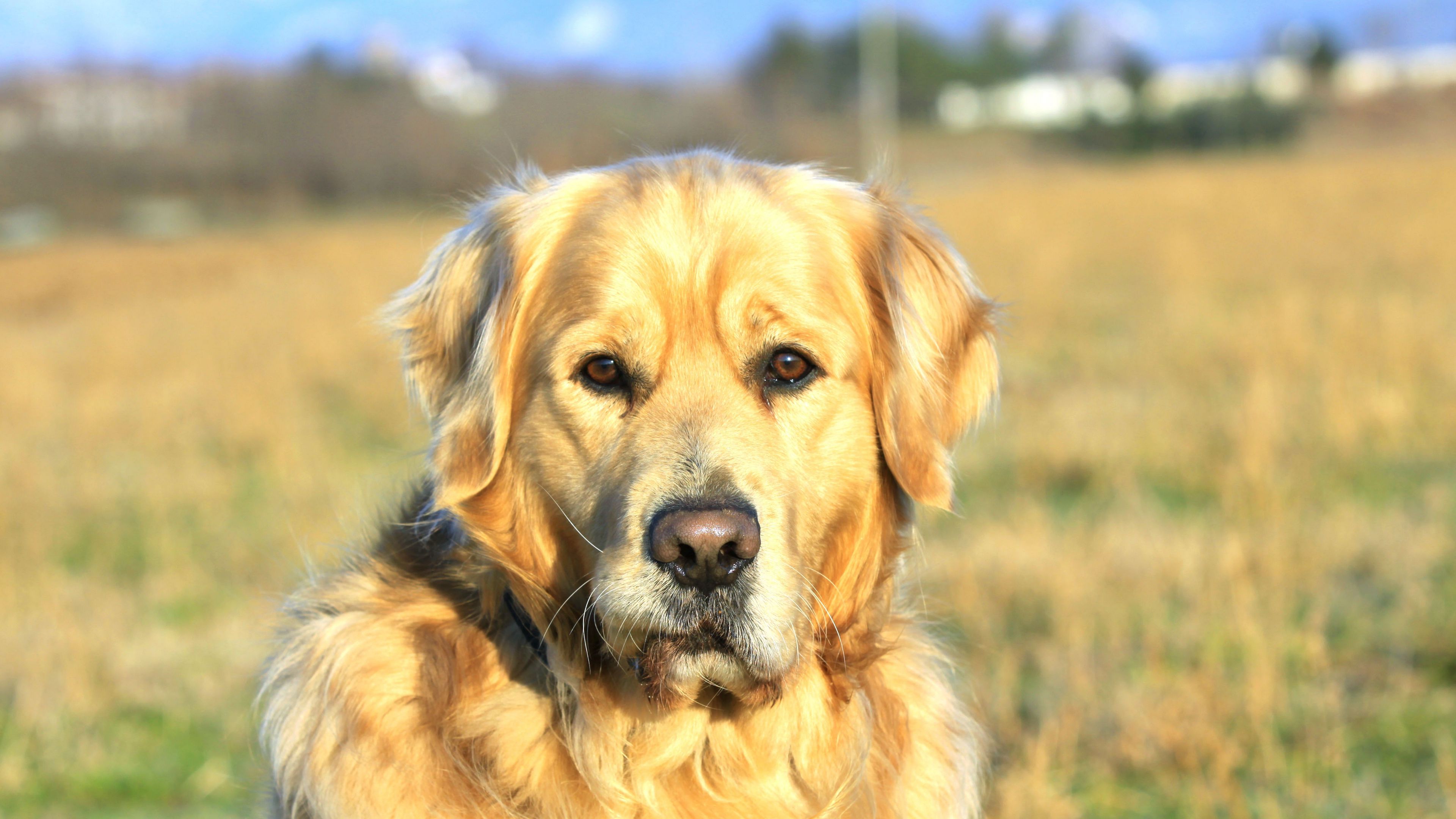 dogs, labrador, face, collar, 4k, HD Wallpaper