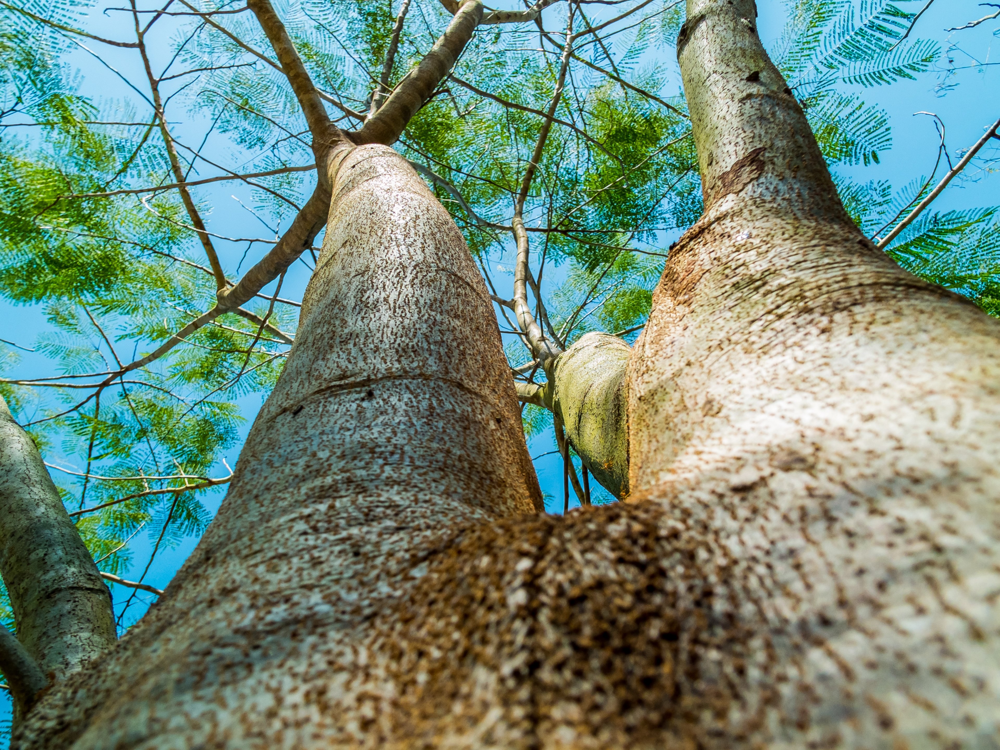 log tree bark aesthetic 4k, HD Wallpaper