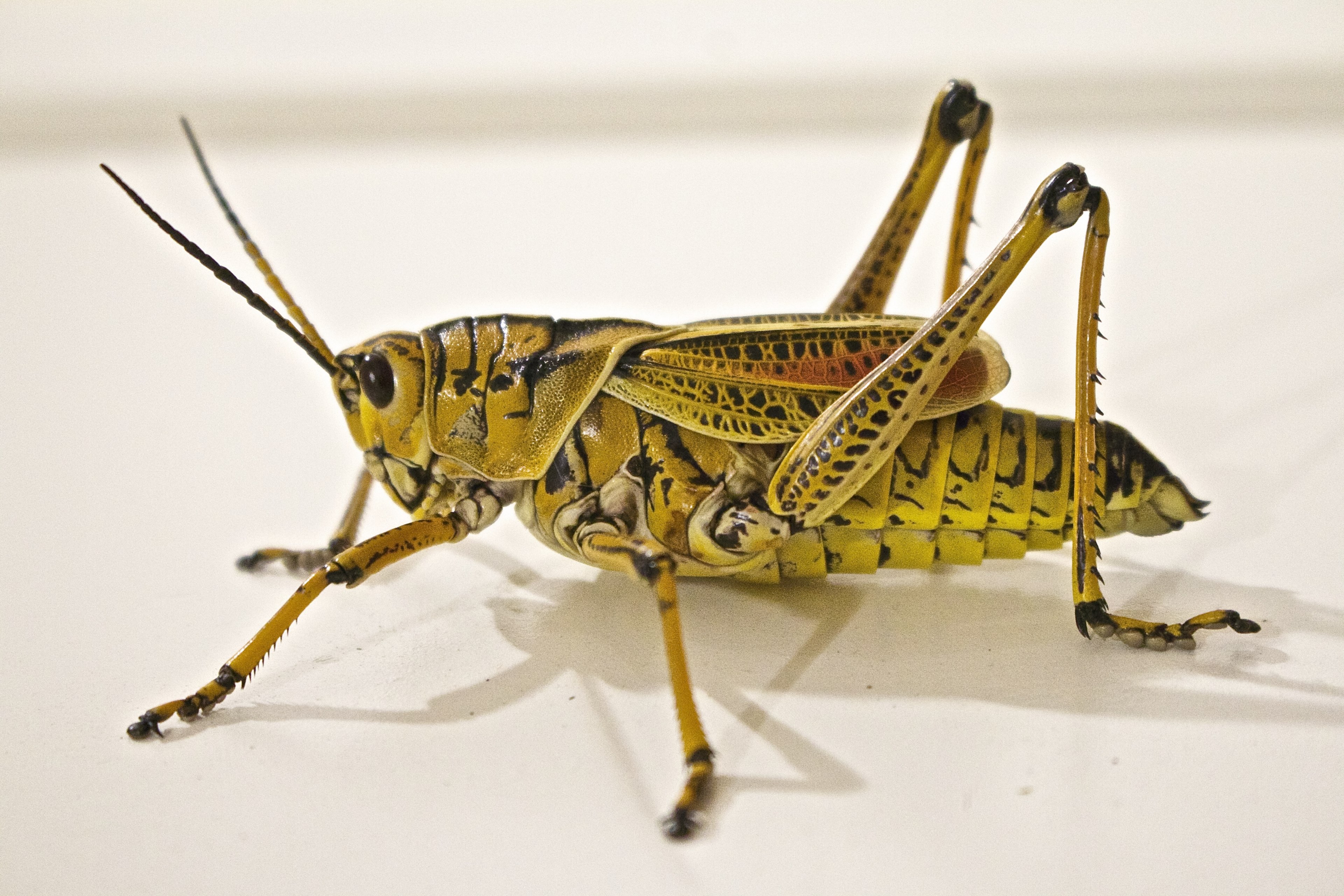 locust jumping grasshopper animal insect nature 4k, HD Wallpaper