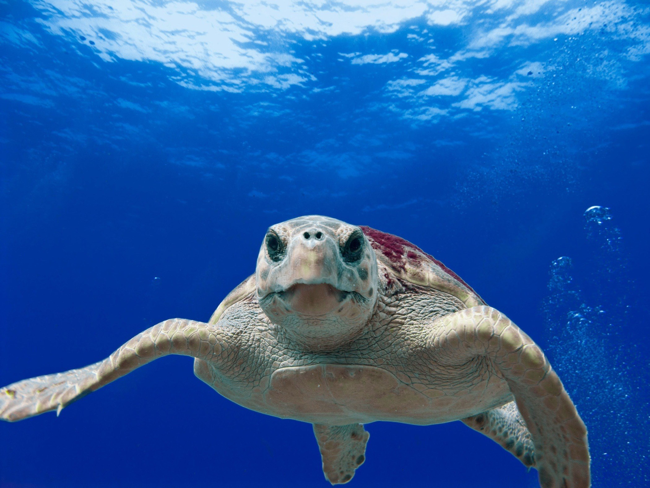 loggerhead turtle sea ocean water underwater 4k, HD Wallpaper