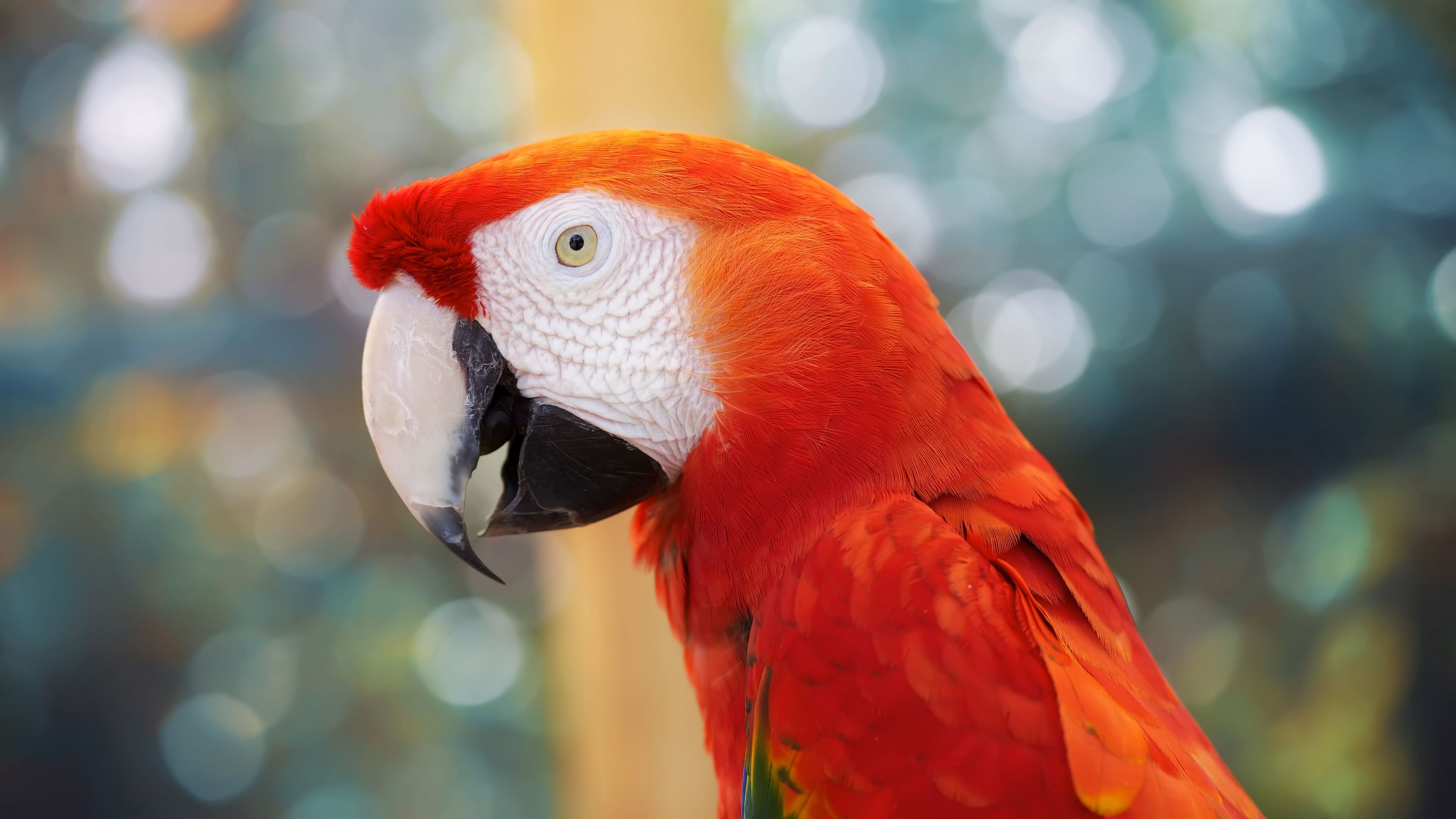 parrot, color, blur, 4k, HD Wallpaper