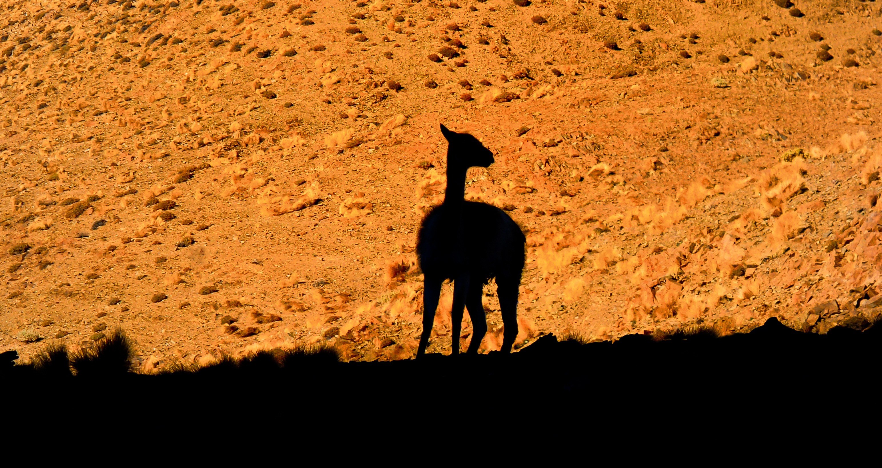 llama andes desert animal wildlife wild zoology 4k, HD Wallpaper