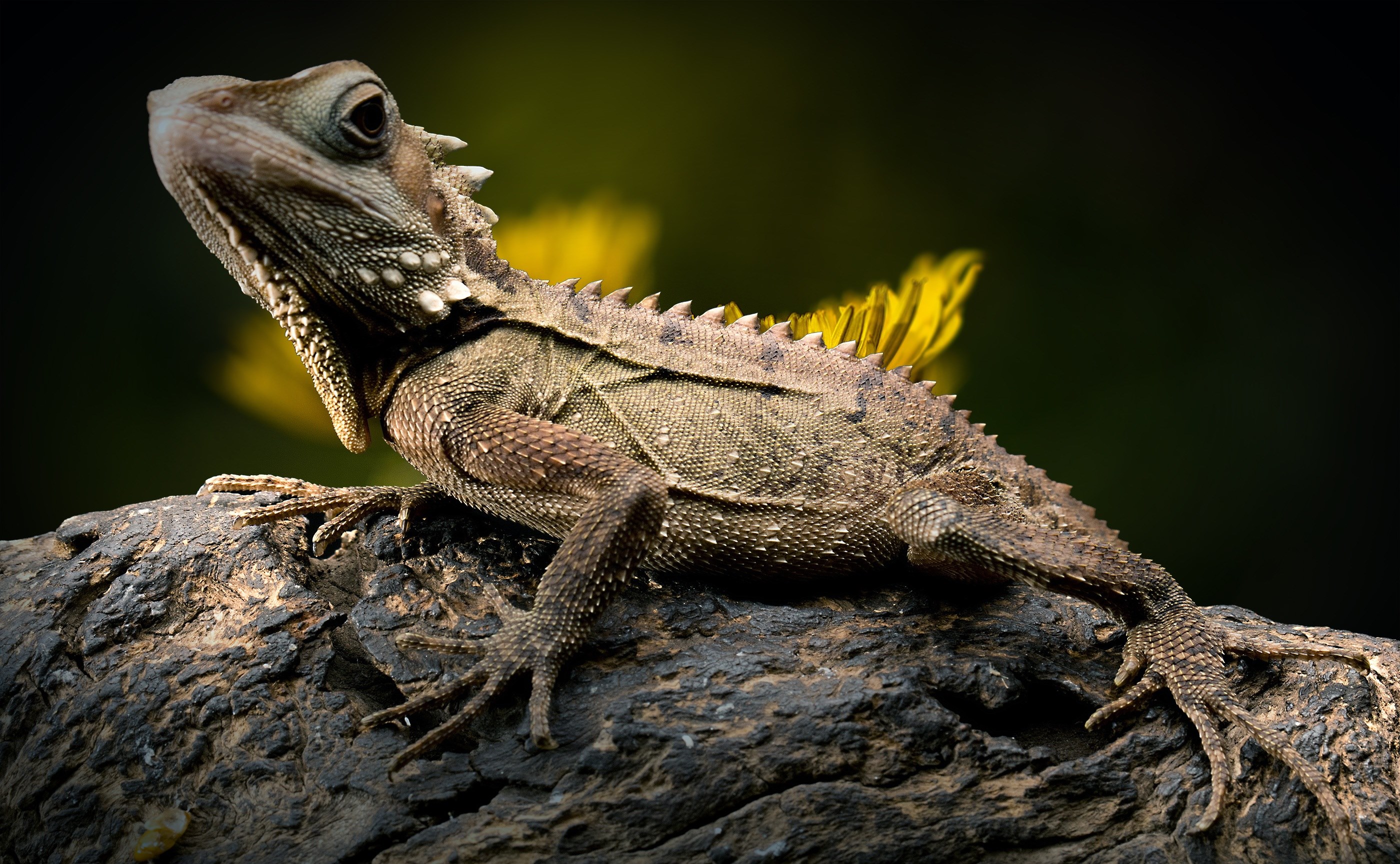 lizard dandelion reptile forest dragon endangered 4k, HD Wallpaper