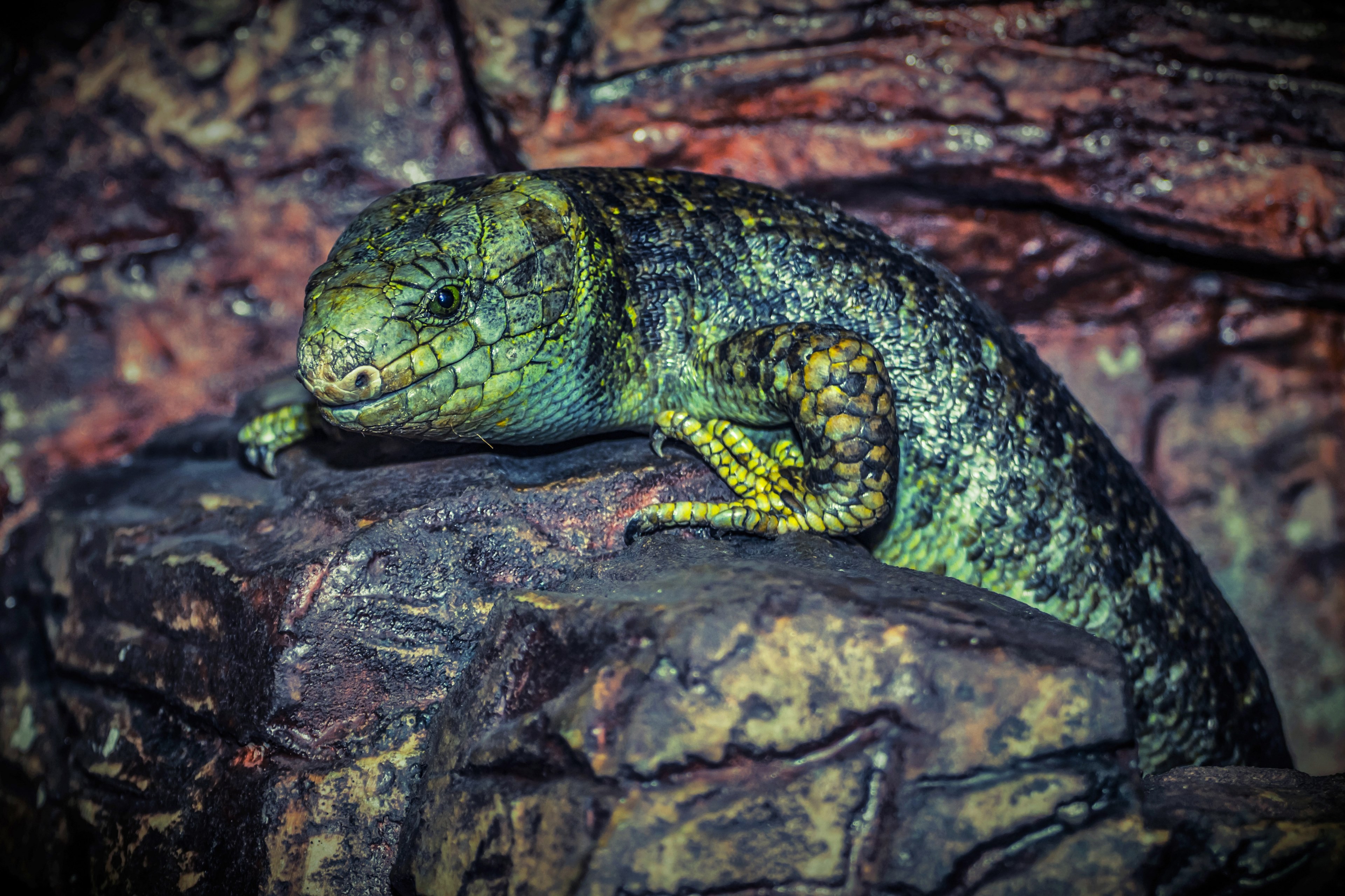 lizard reptile green animal nature 4k, HD Wallpaper