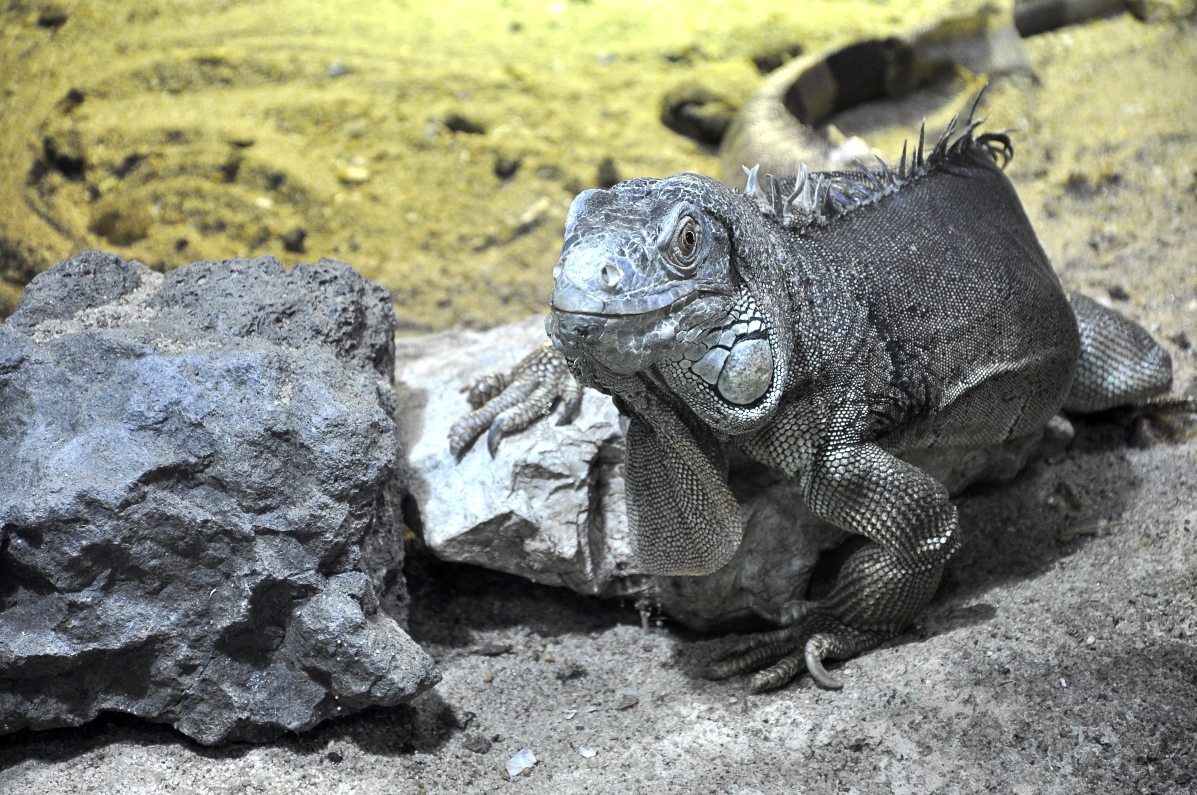 lizard reptile animals temple dragon dinosaur 4k, HD Wallpaper