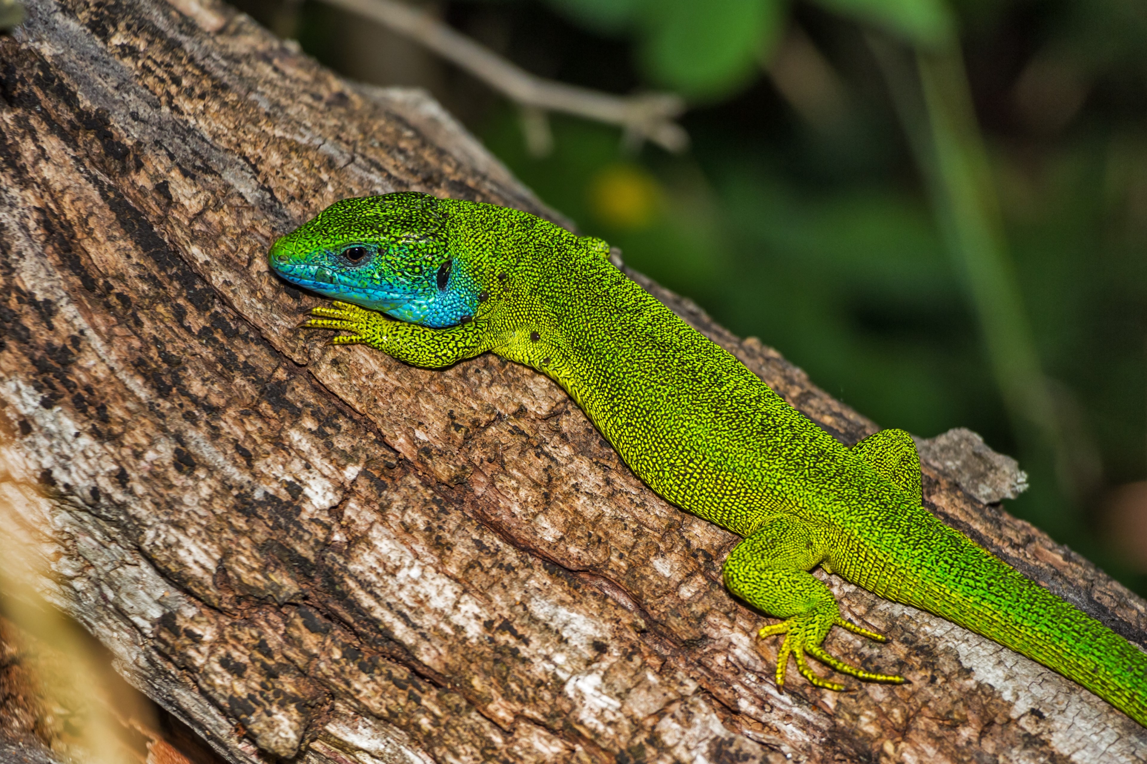 lizard green lizard reptile green lacerta viridis 4k, HD Wallpaper