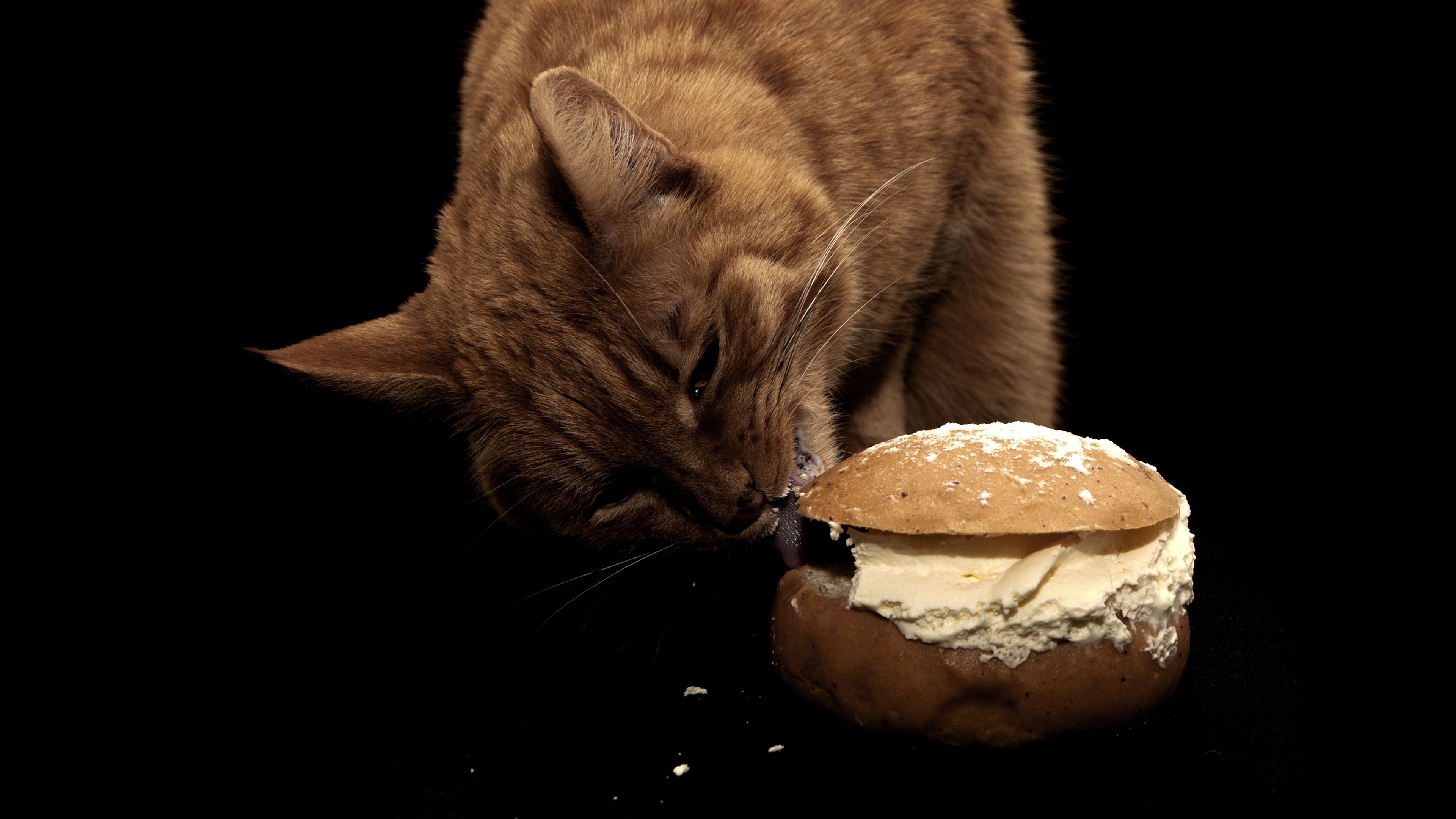 cat, sandwich, food, oil, treats, 4k, HD Wallpaper