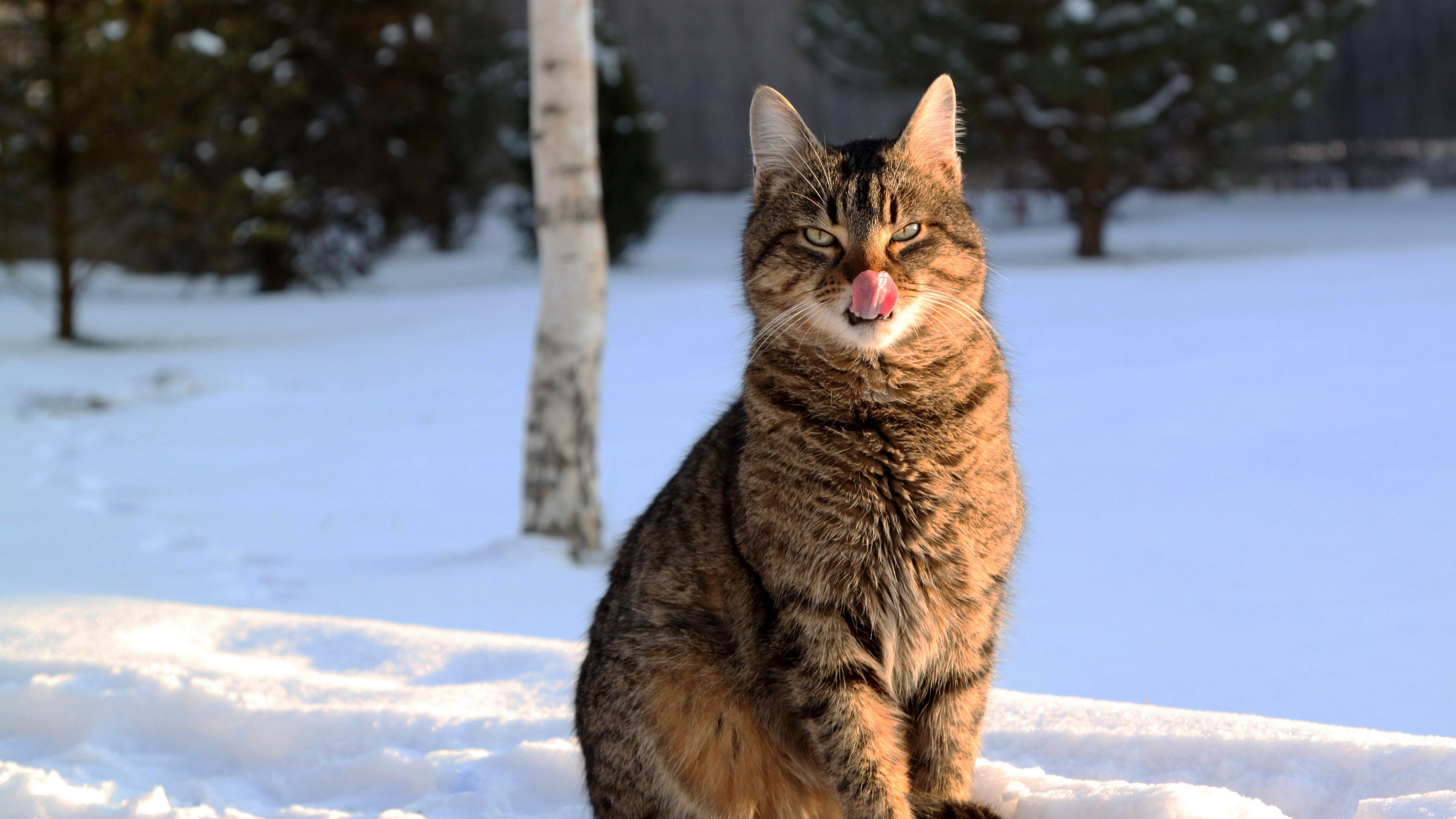 cat, lick oneself, winter, snow, 4k, HD Wallpaper