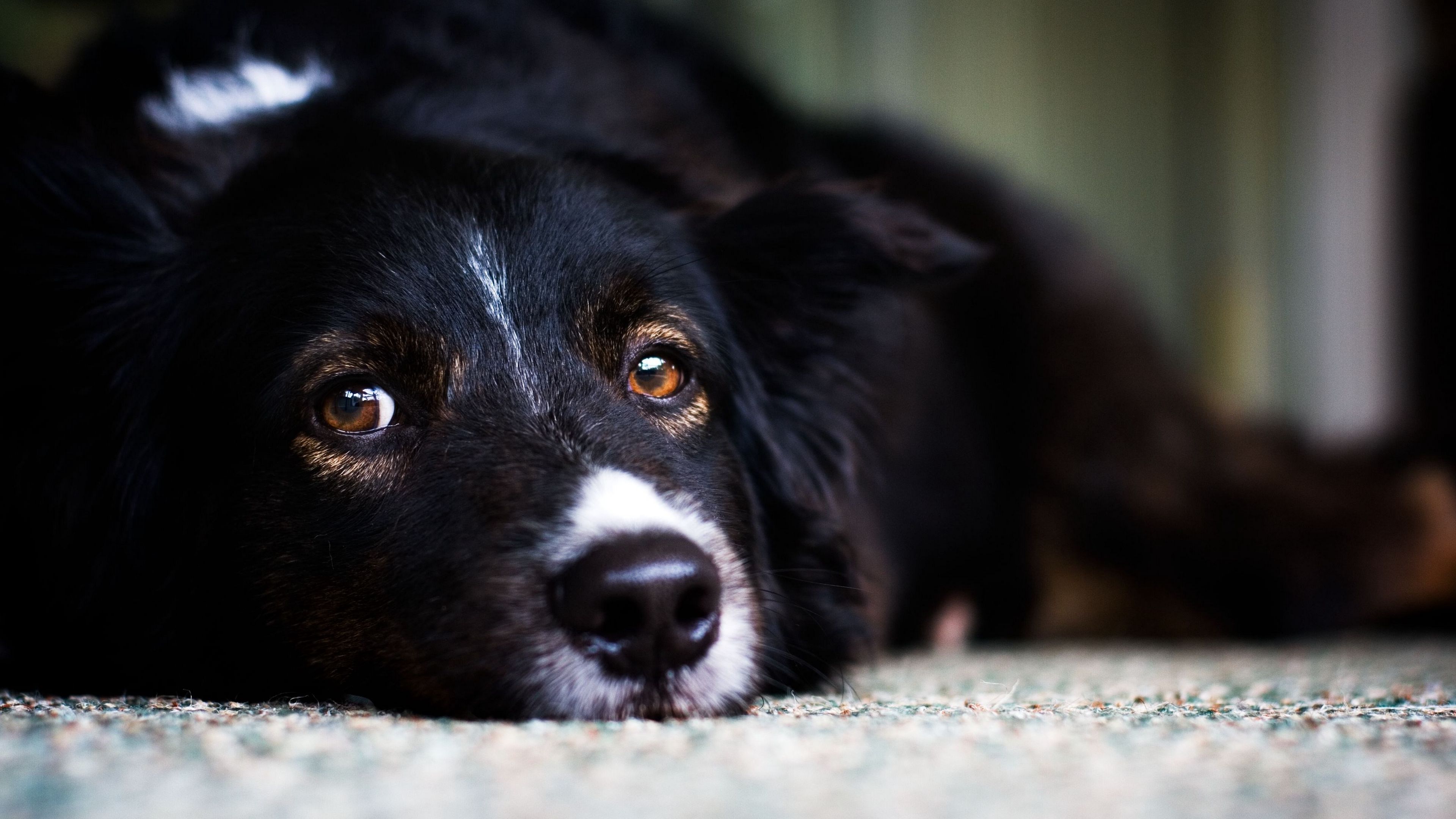 dog, face, eyes, sadness, 4k, HD Wallpaper