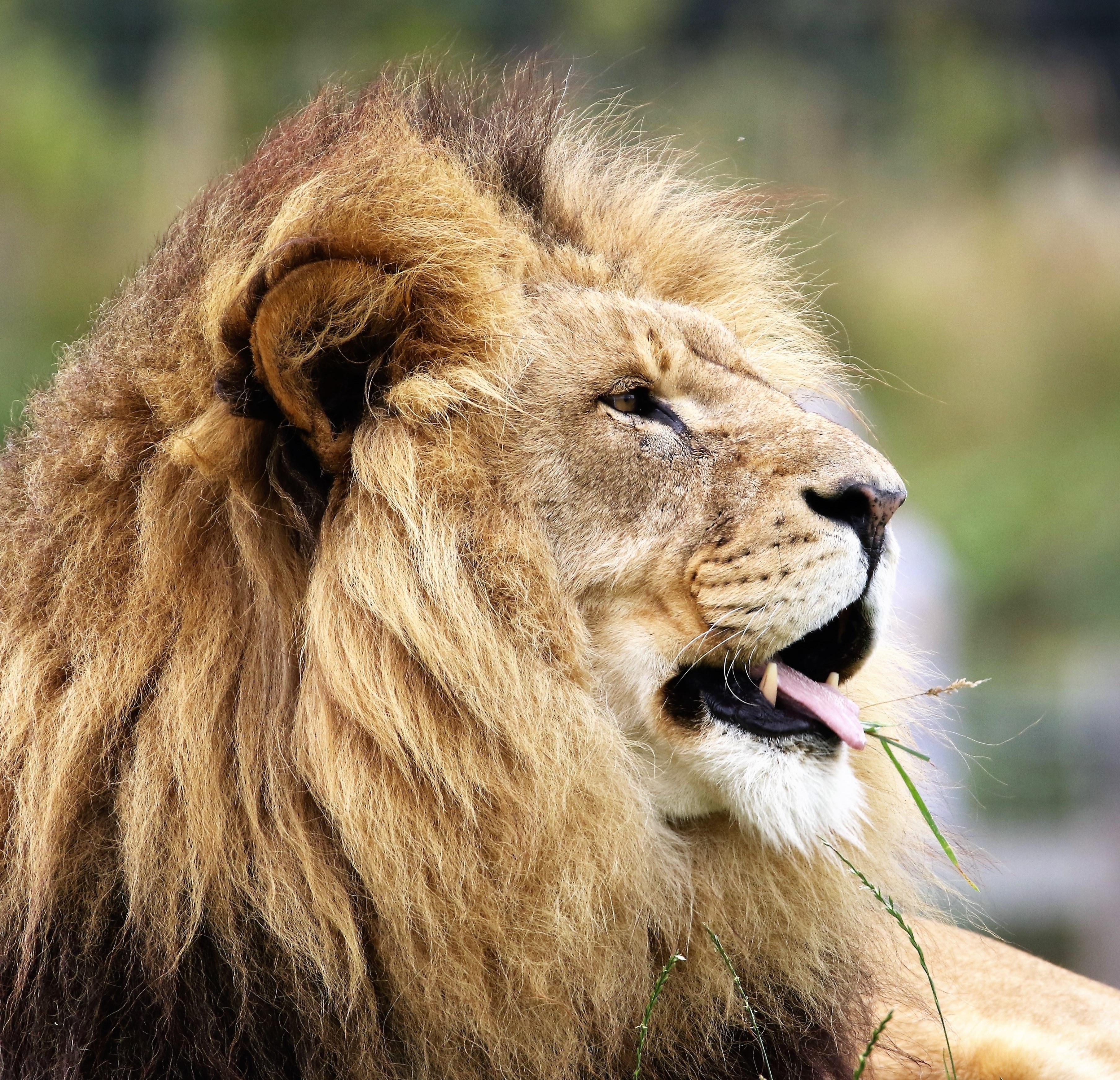 lion big cat big cat wildlife wild carnivore 4k, HD Wallpaper