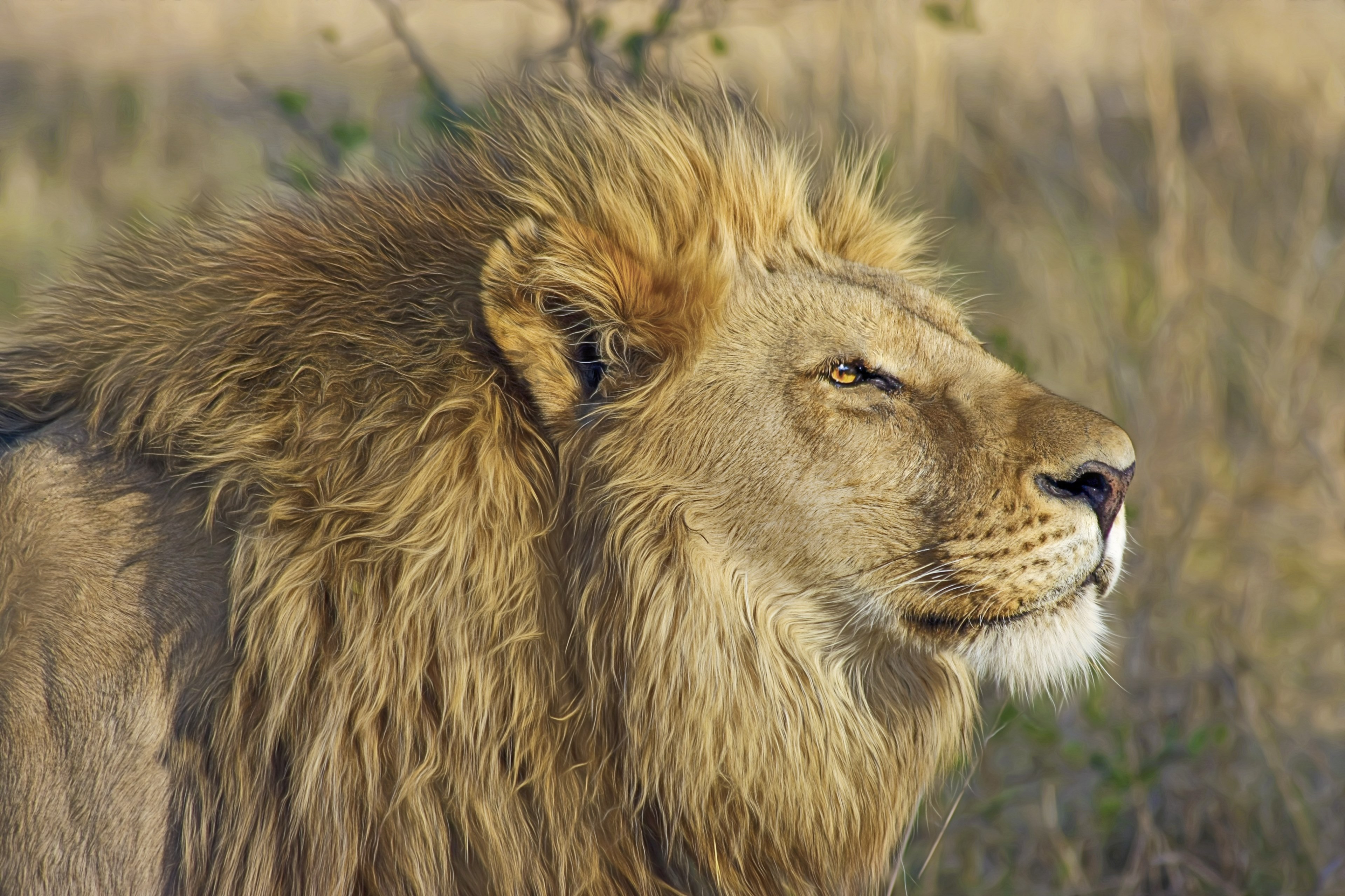 lion big cat predator safari wilderness wildlife 4k, HD Wallpaper
