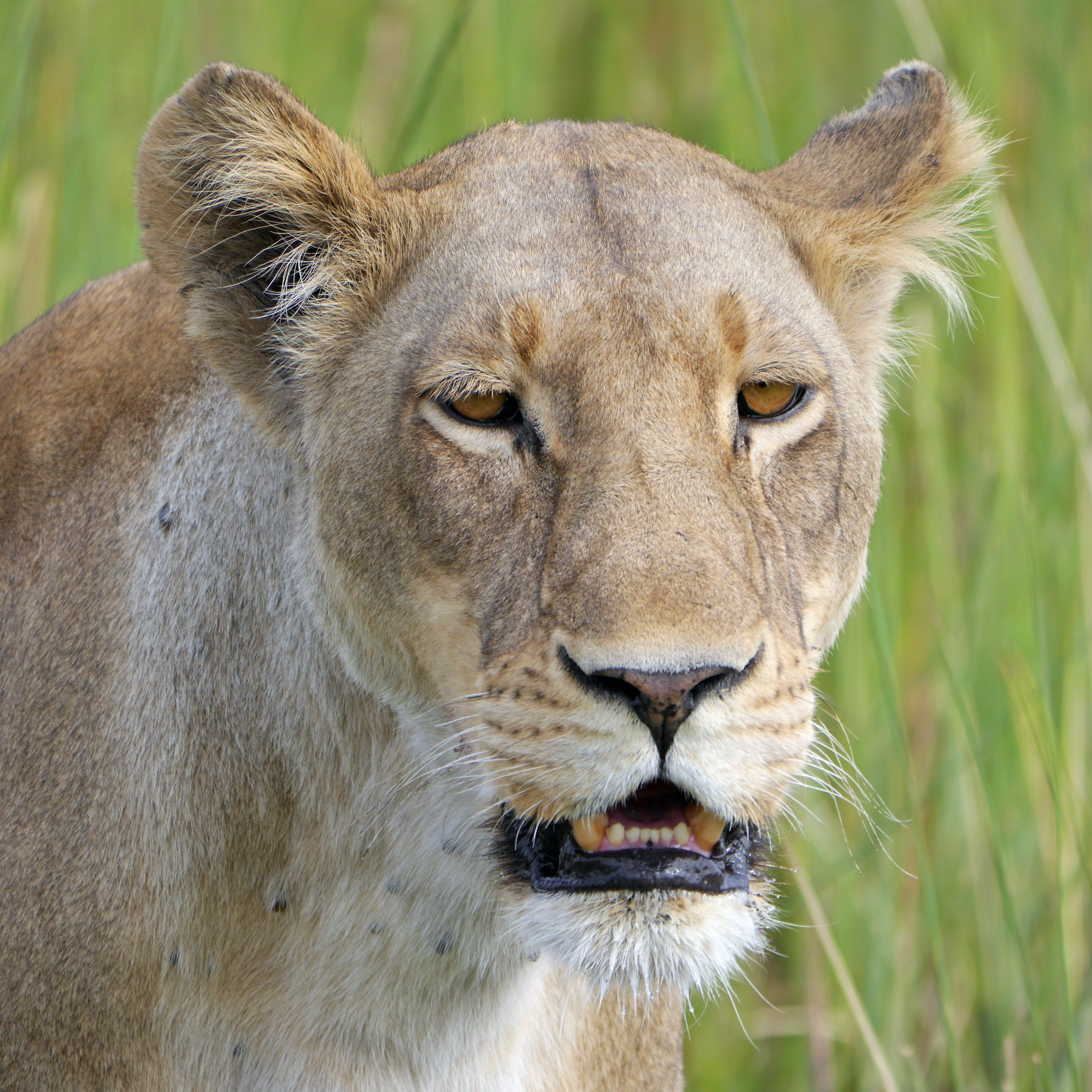 lion safari lioness africa botswana 4k, Phone HD Wallpaper