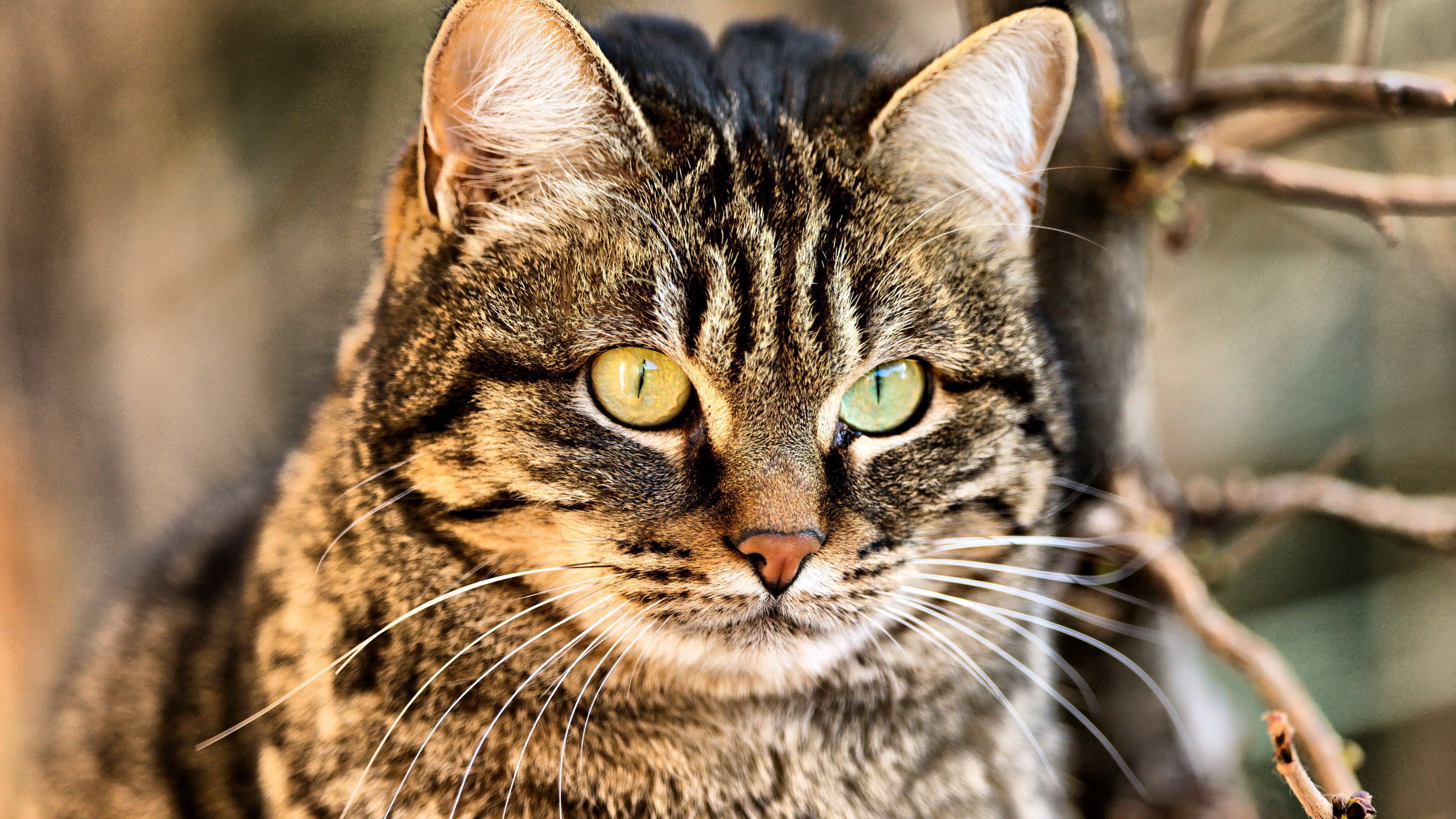 cat, muzzle, eyes, 4k, HD Wallpaper