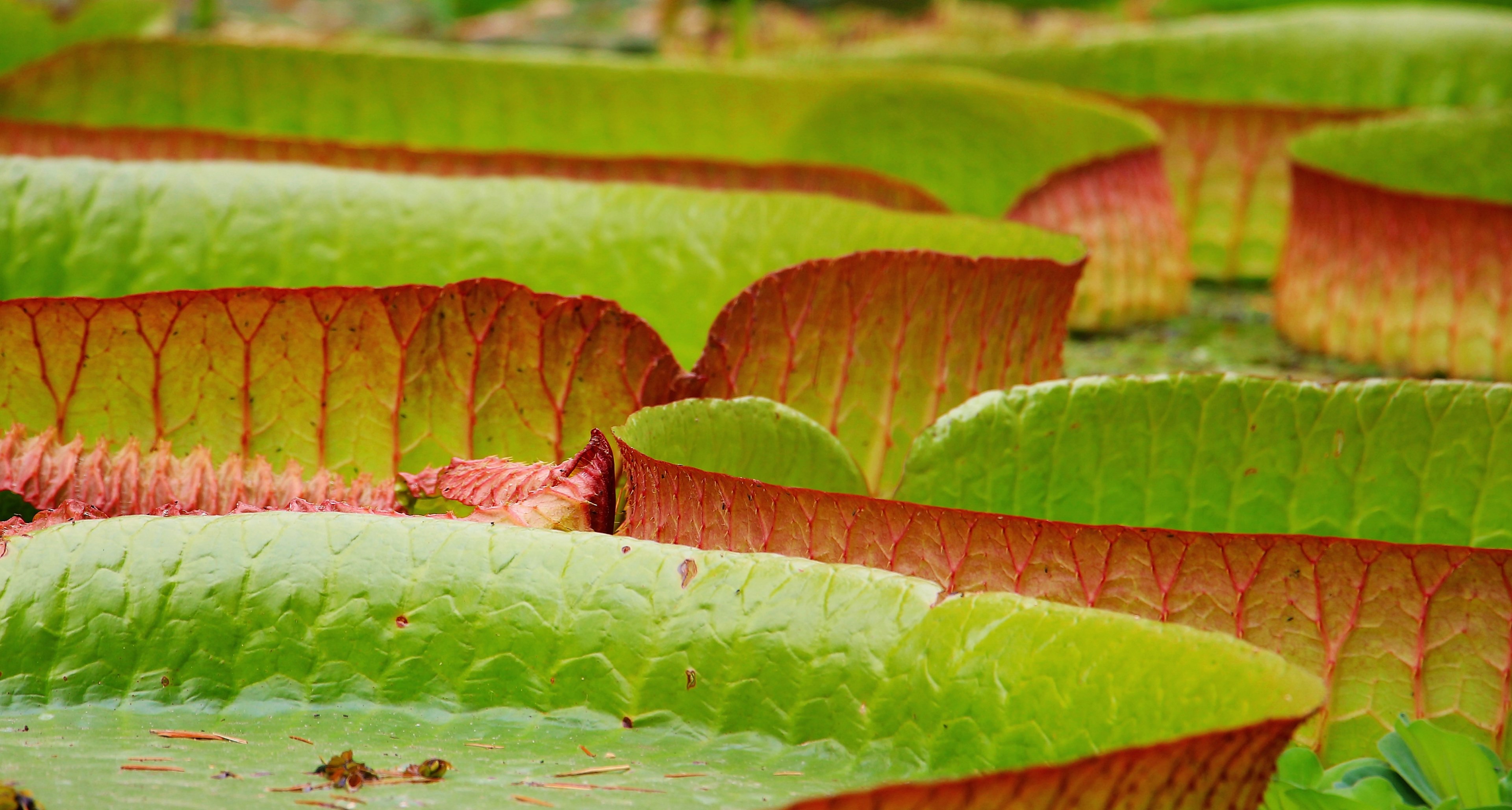 lily pad seerosen plate victoria lake rosengewächs 4k, HD Wallpaper