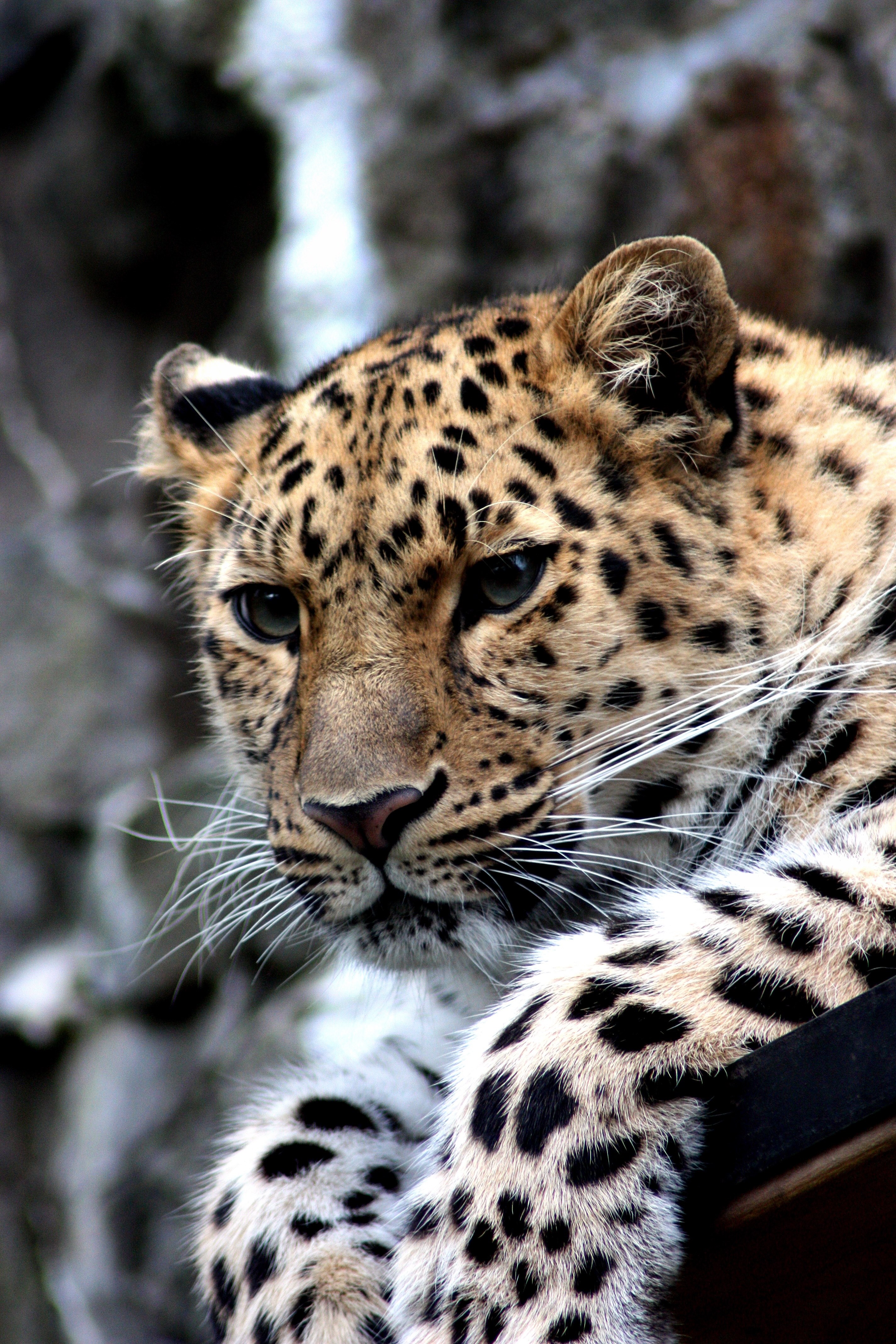 leopard animal cat cheetah amur zoo wild 4k, Phone HD Wallpaper