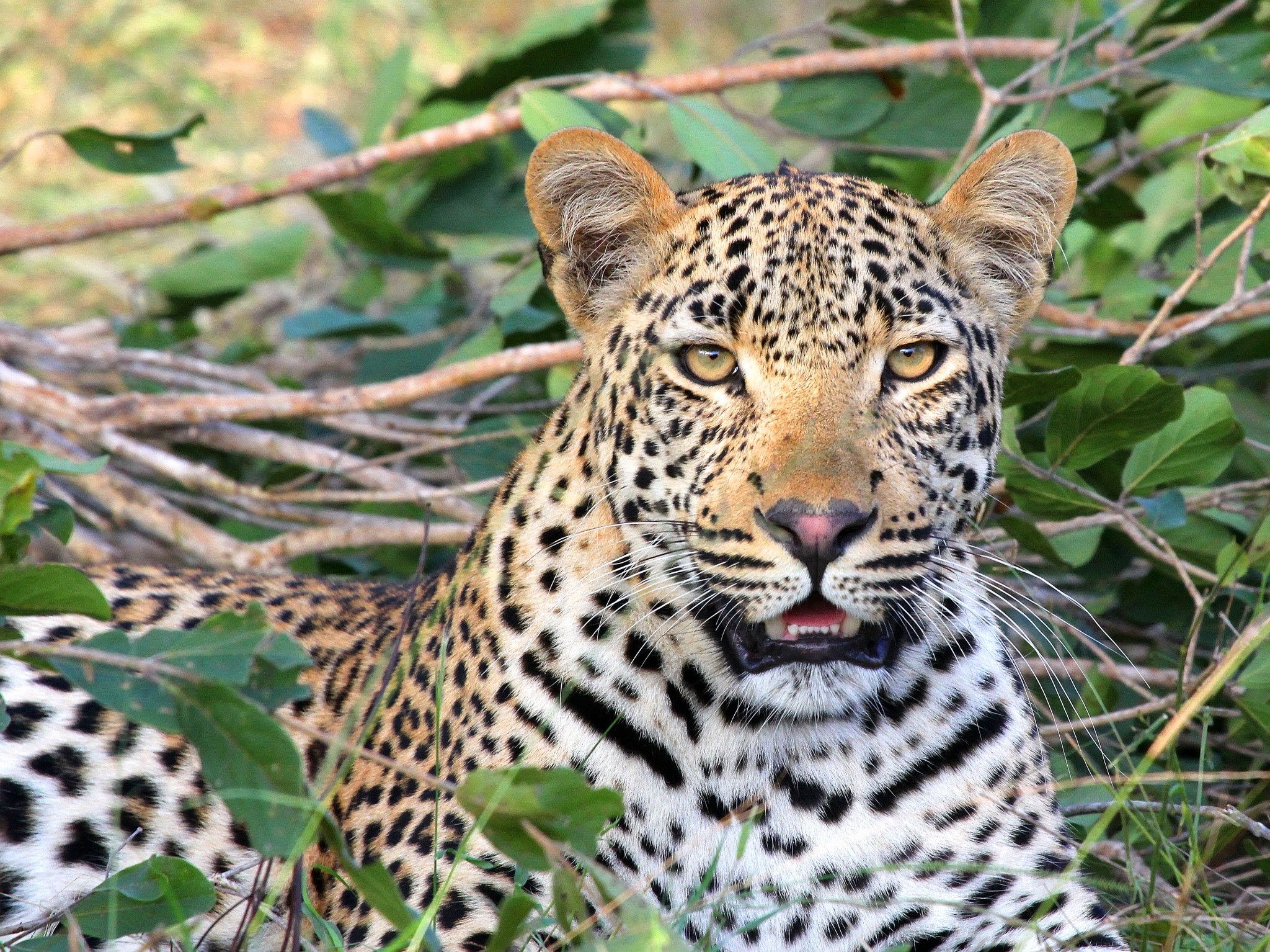 leopard leopard head wildlife big cat predator 4k, HD Wallpaper