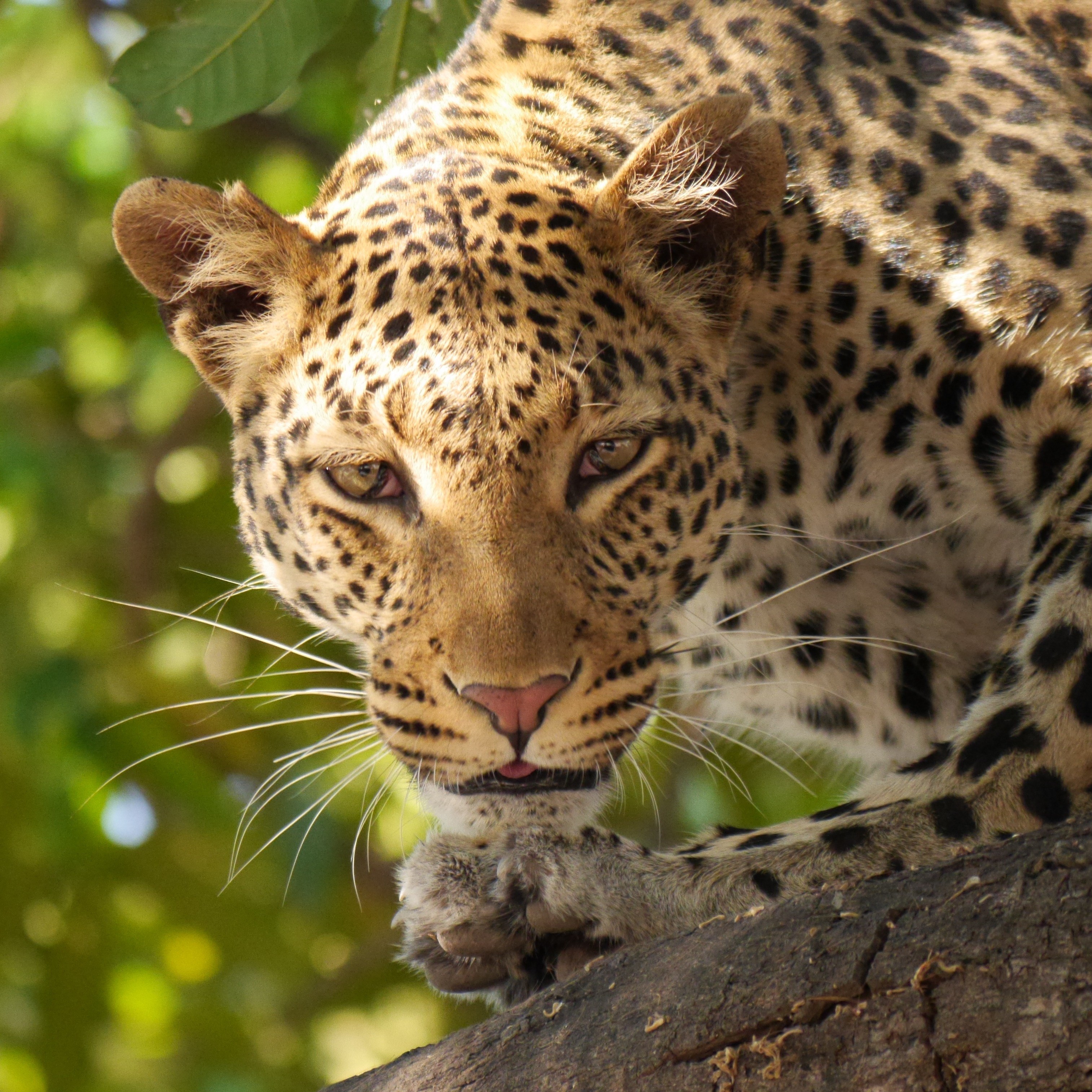leopard safari wildier botswana africa 4k, Phone HD Wallpaper