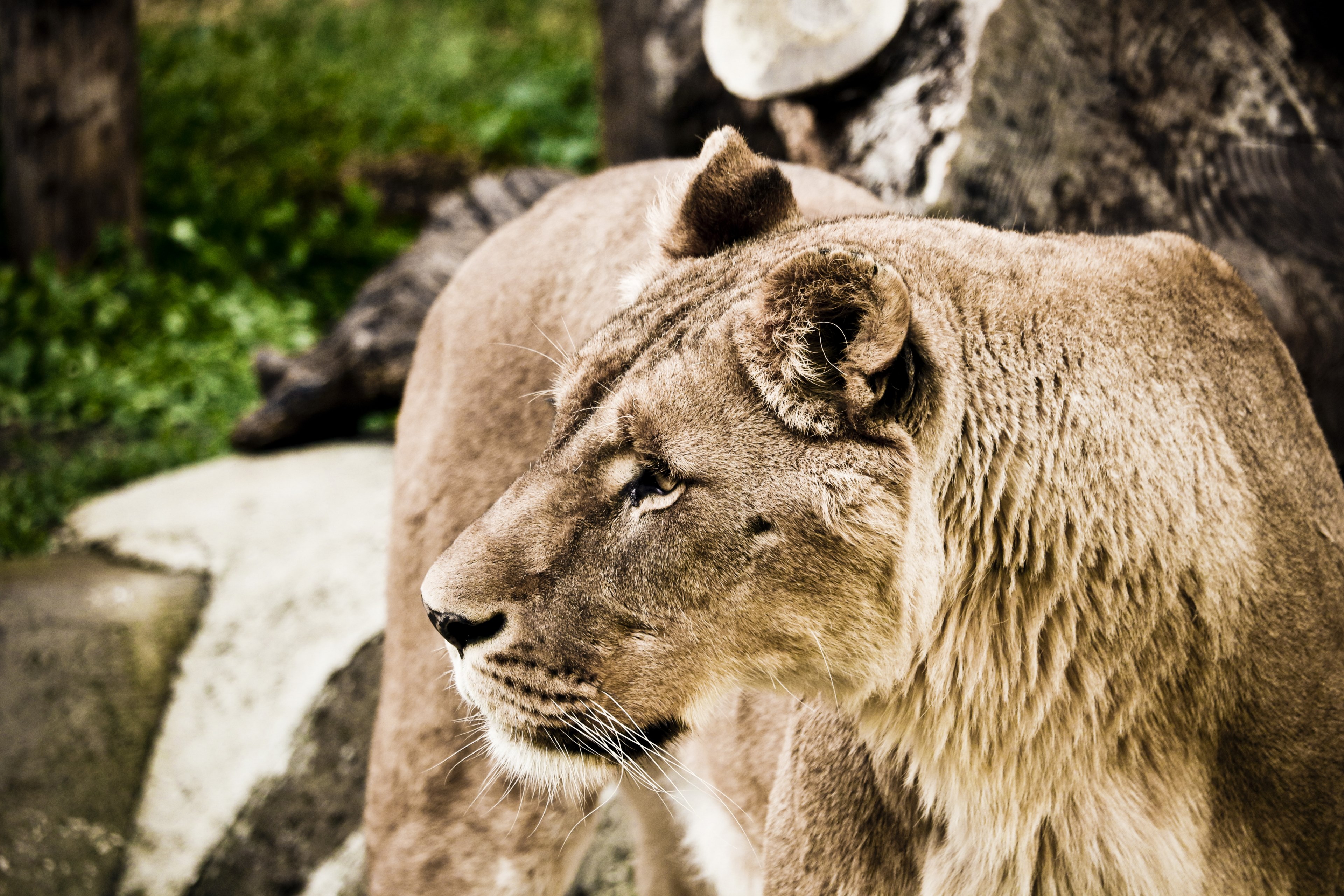 leo zoo nature feline felines hair animal world 4k, HD Wallpaper