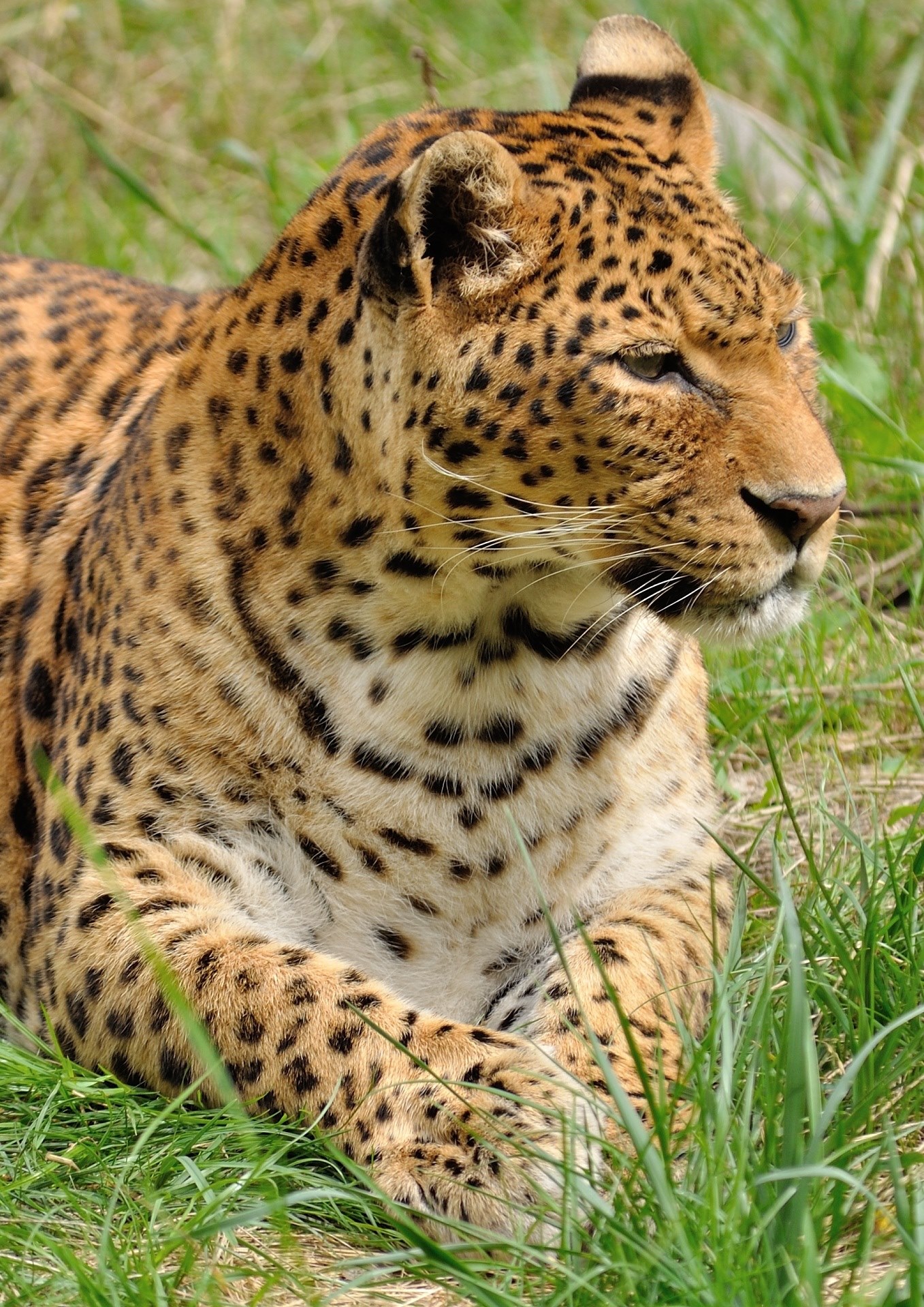 leopard predator wildcat zoo animal wild nature 4k, Phone HD Wallpaper