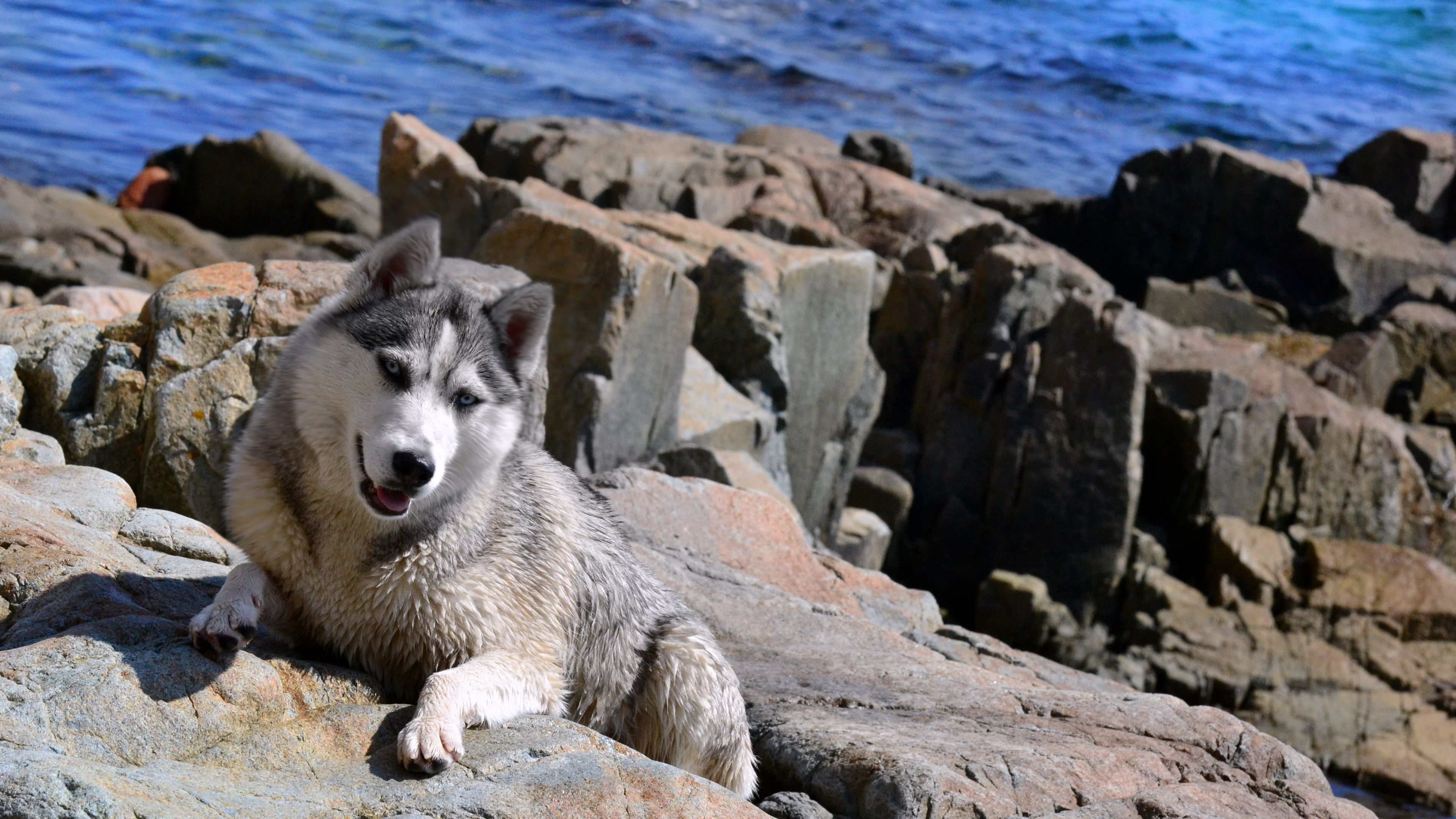 dog, husky, rocks, beach, sea, 4k, HD Wallpaper