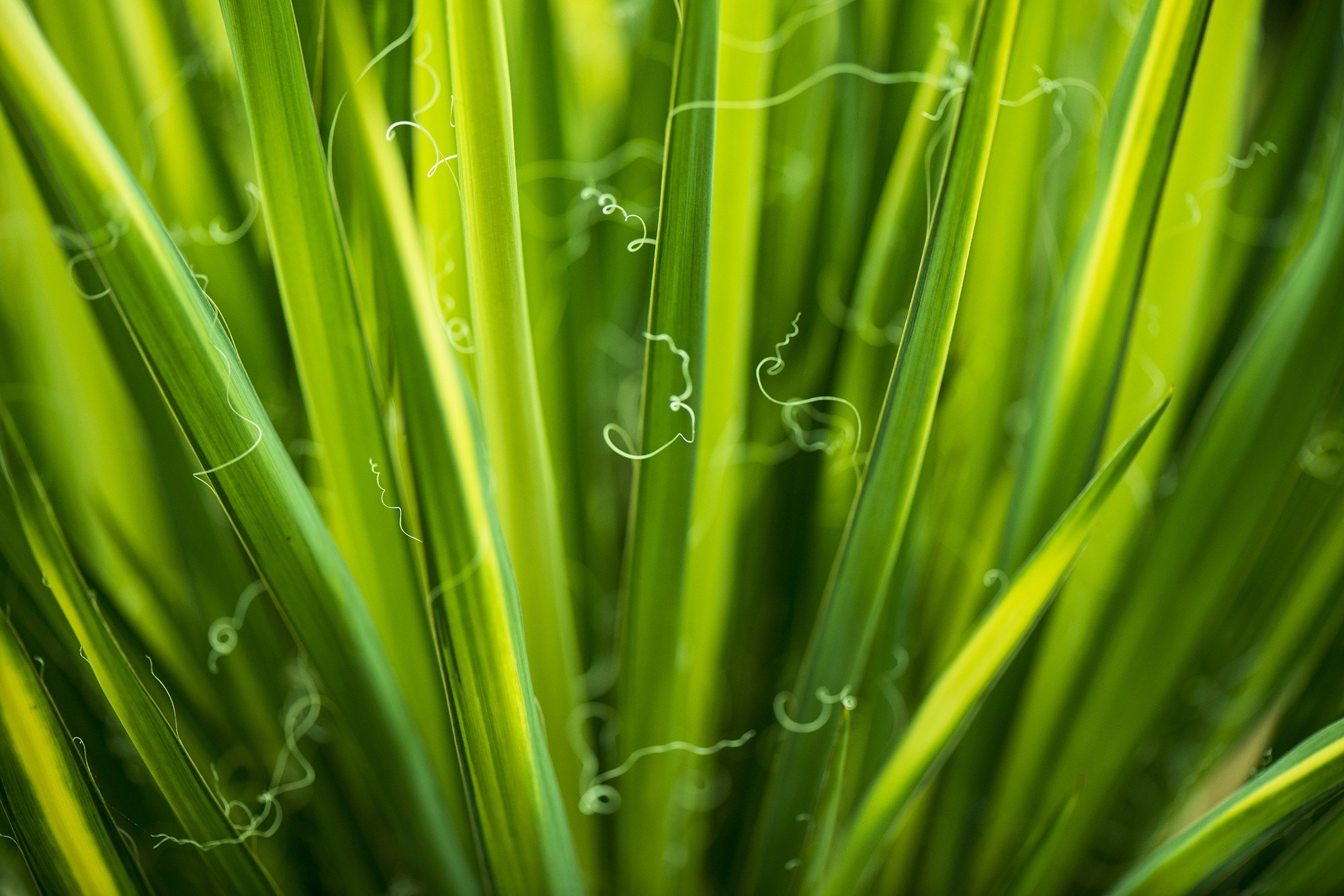 leaves green environmental flora botany eco 4k, HD Wallpaper