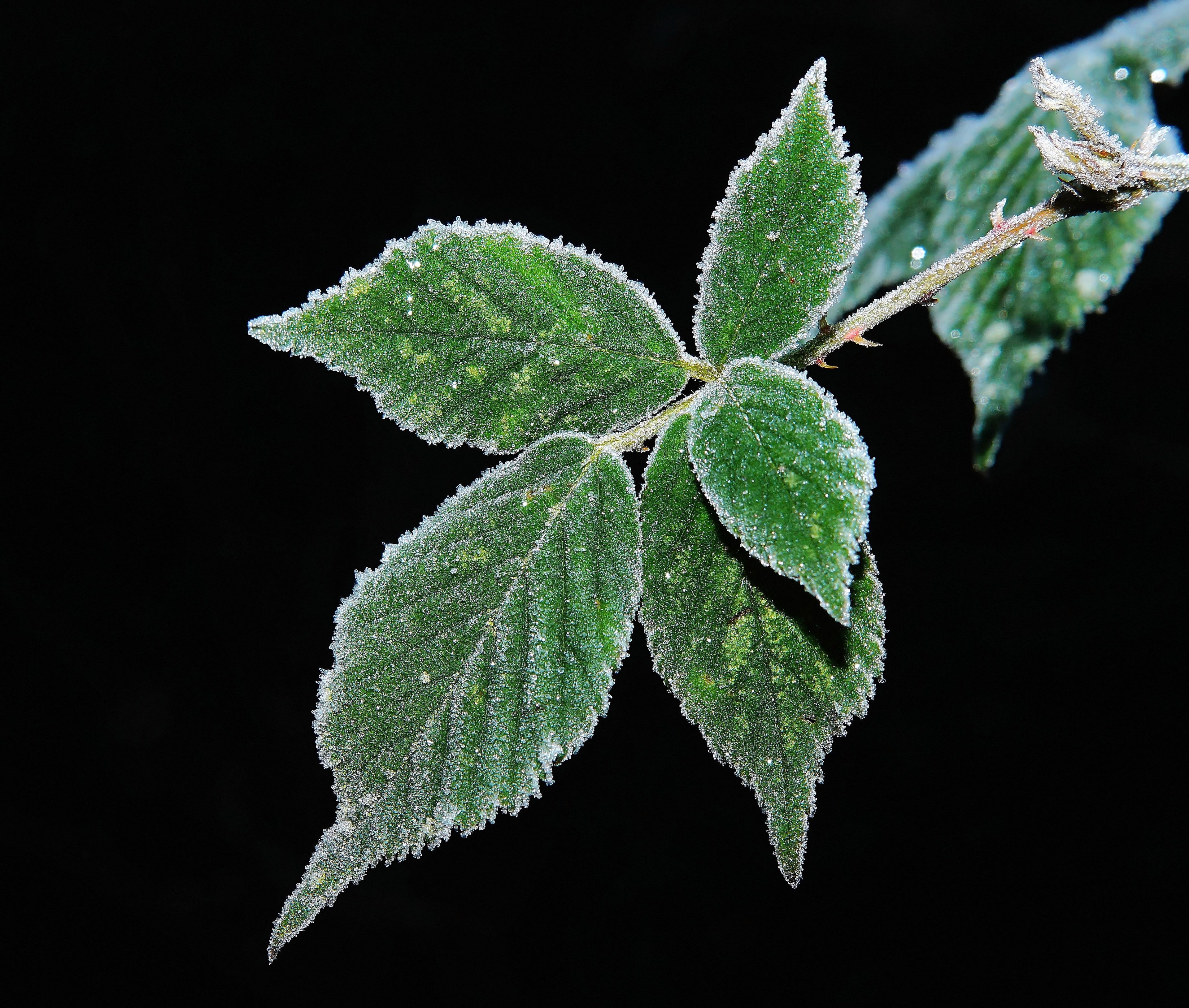 leaves iced hoarfrost nature ice frozen 4k, HD Wallpaper