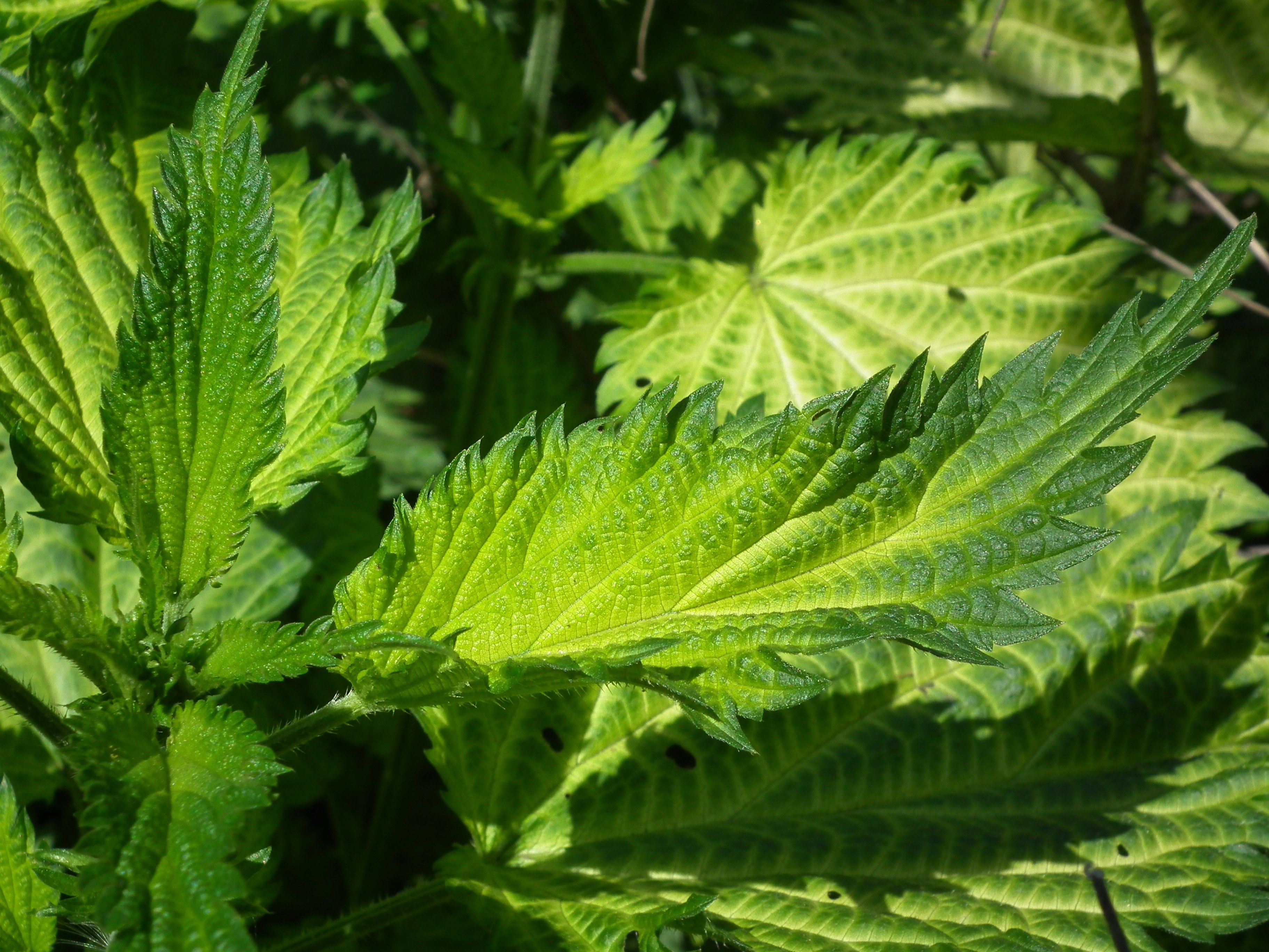 leaves nettle green scratchy greens grass 4k, HD Wallpaper