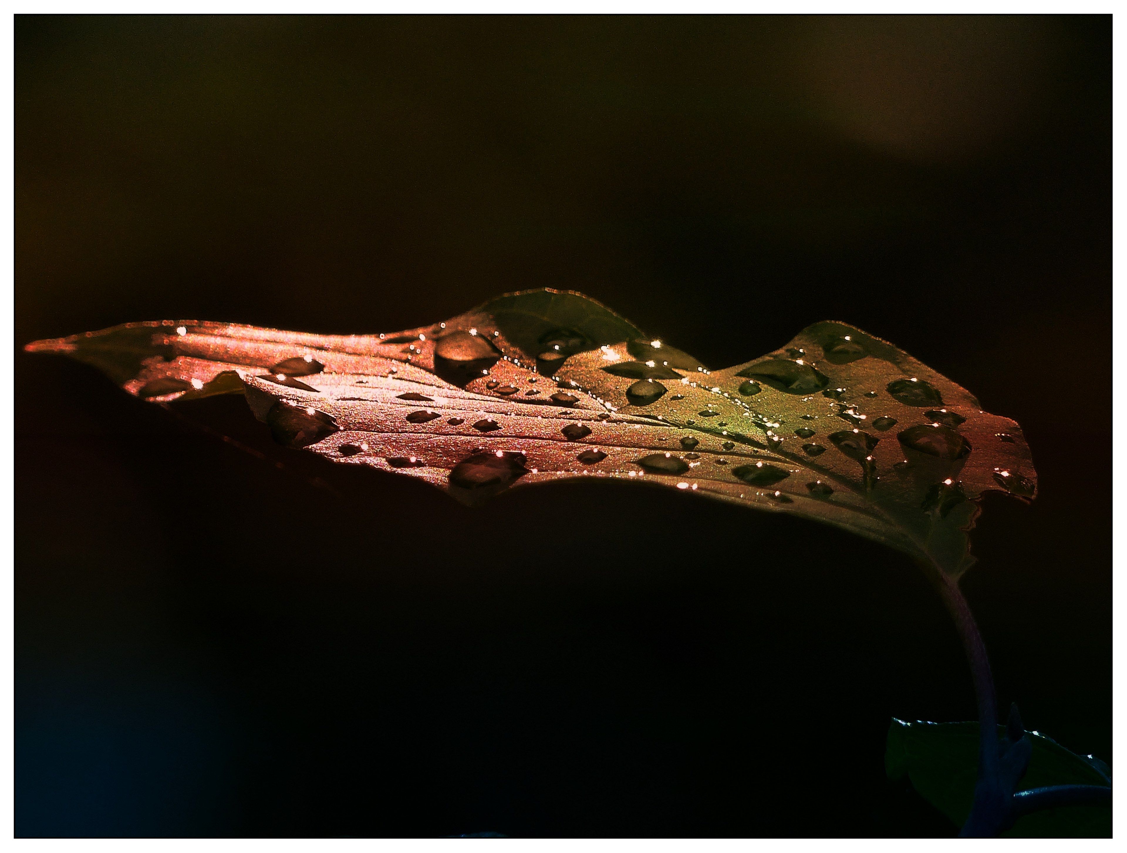 leaf early morning after rain morning glory 4k, HD Wallpaper