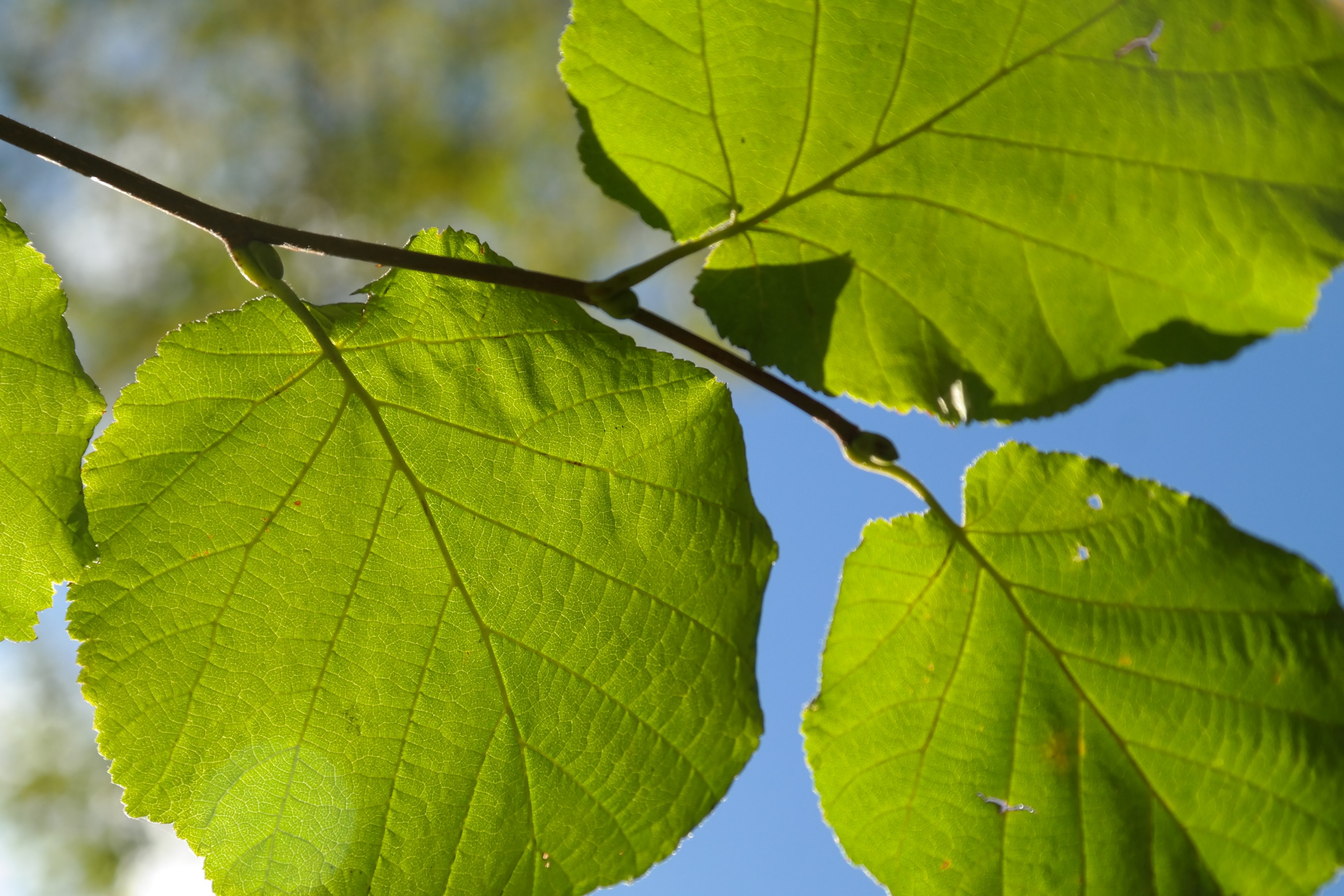 leaf green branch back light hazelnut leaf 4k, HD Wallpaper