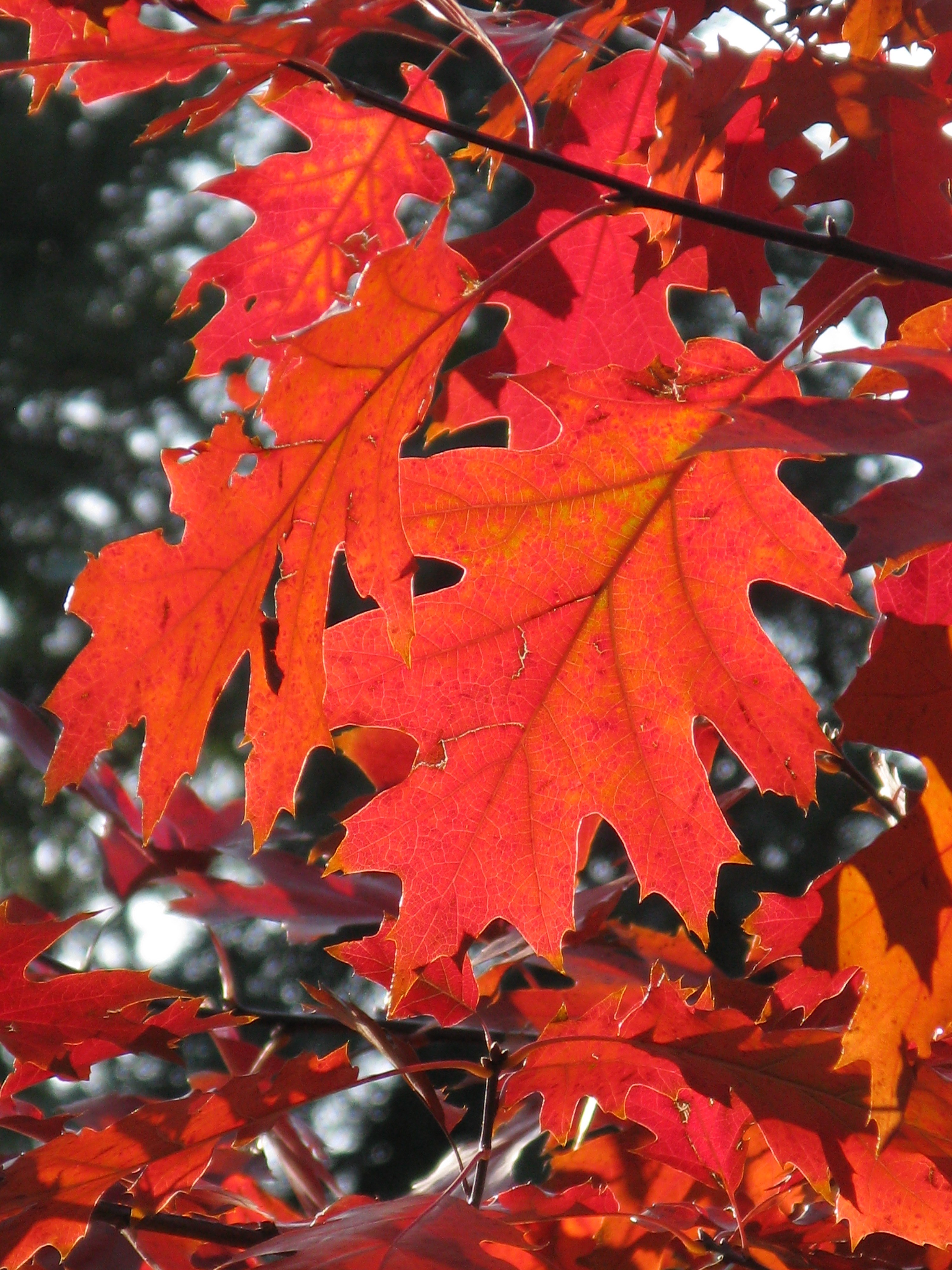 leaf autumn leaves forest red leaf light sun 4k, Phone HD Wallpaper