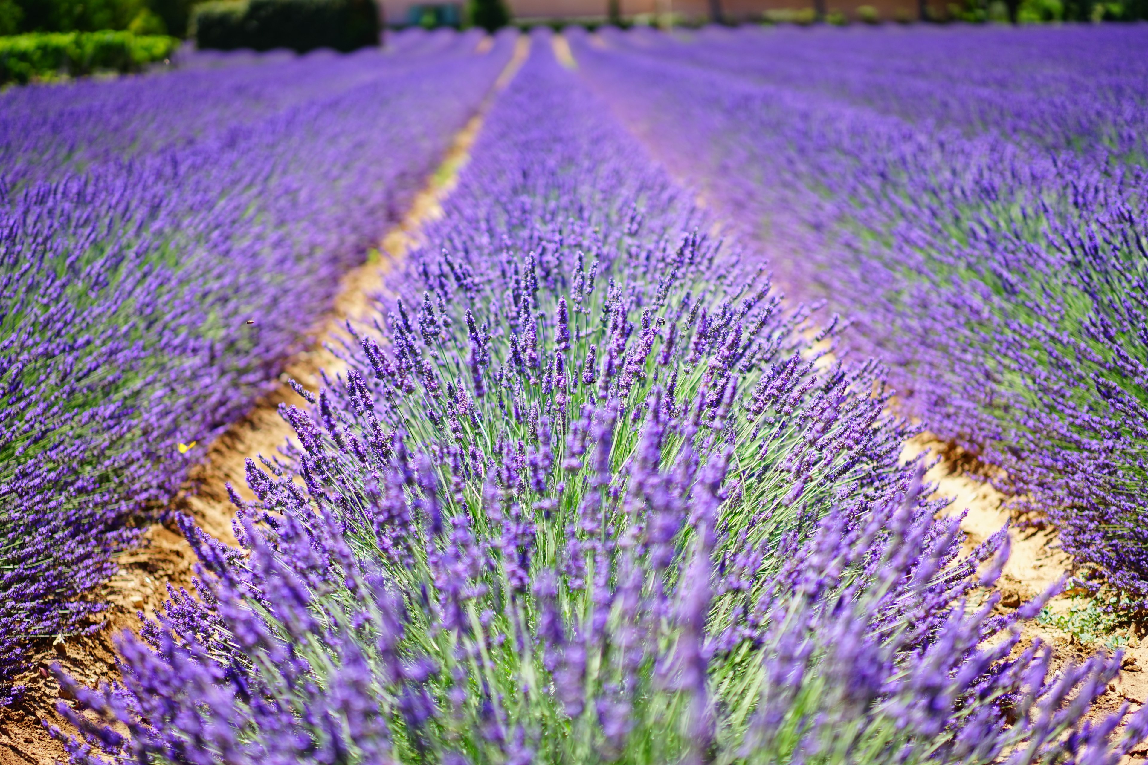 lavender flowers blue flowers purple dunkellia 4k, HD Wallpaper