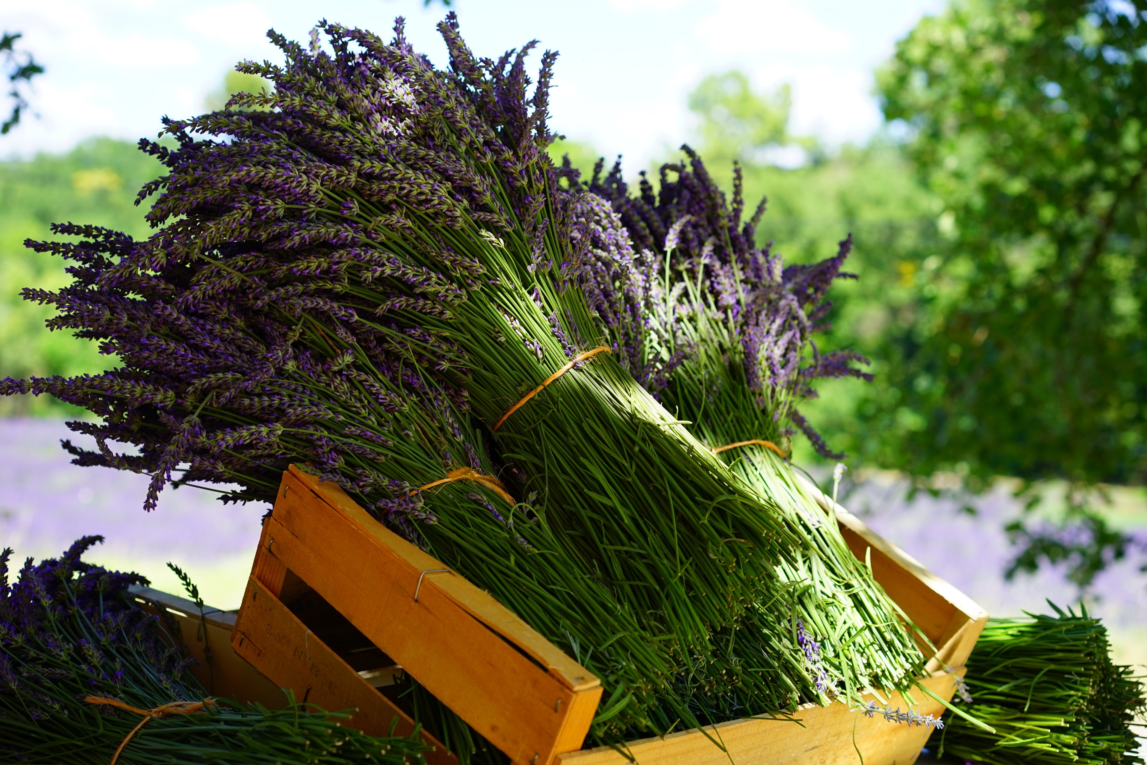 lavender tufts sale blue bouquet posy bound 4k, HD Wallpaper
