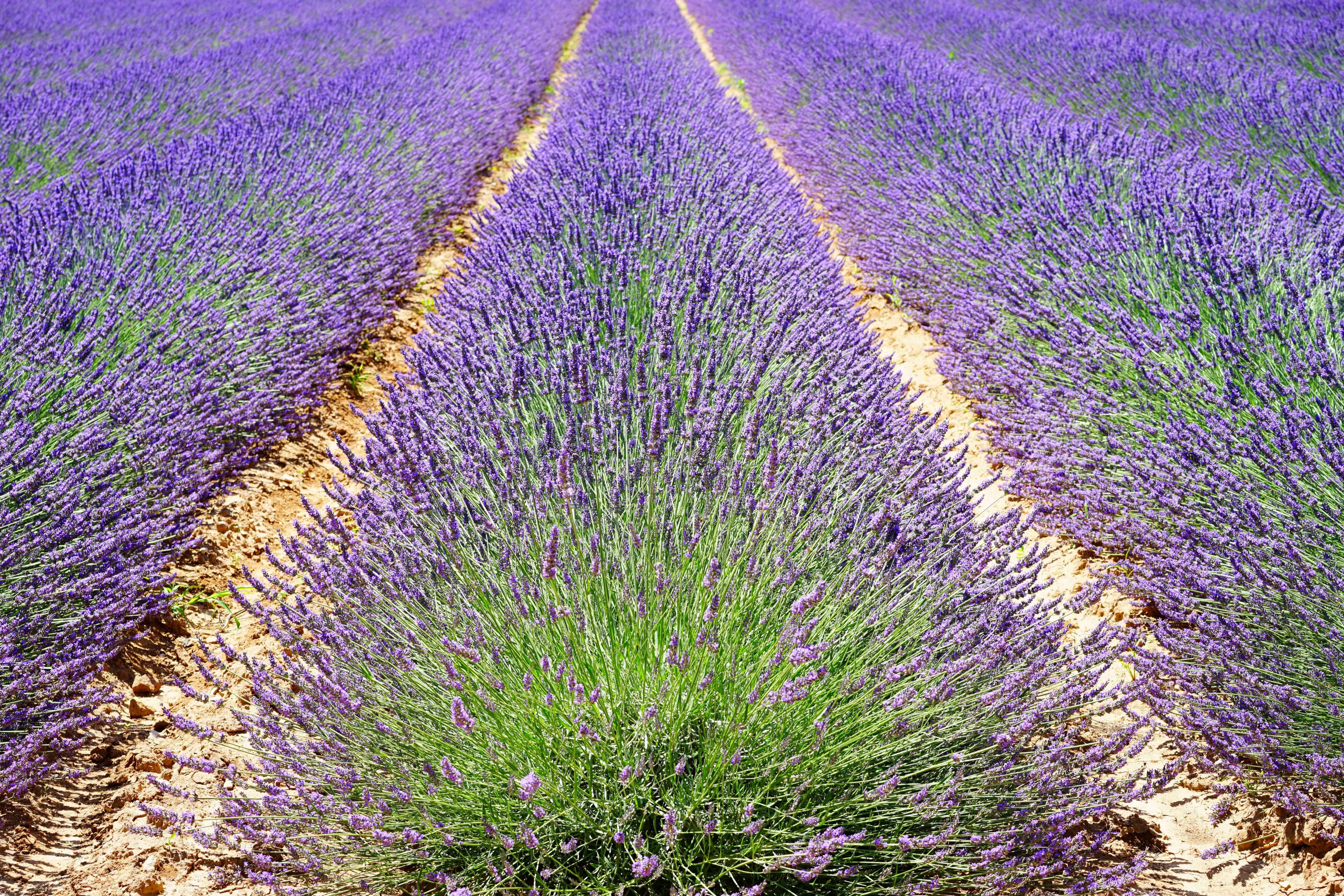 lavender lavender field lavender flowers blue 4k, HD Wallpaper