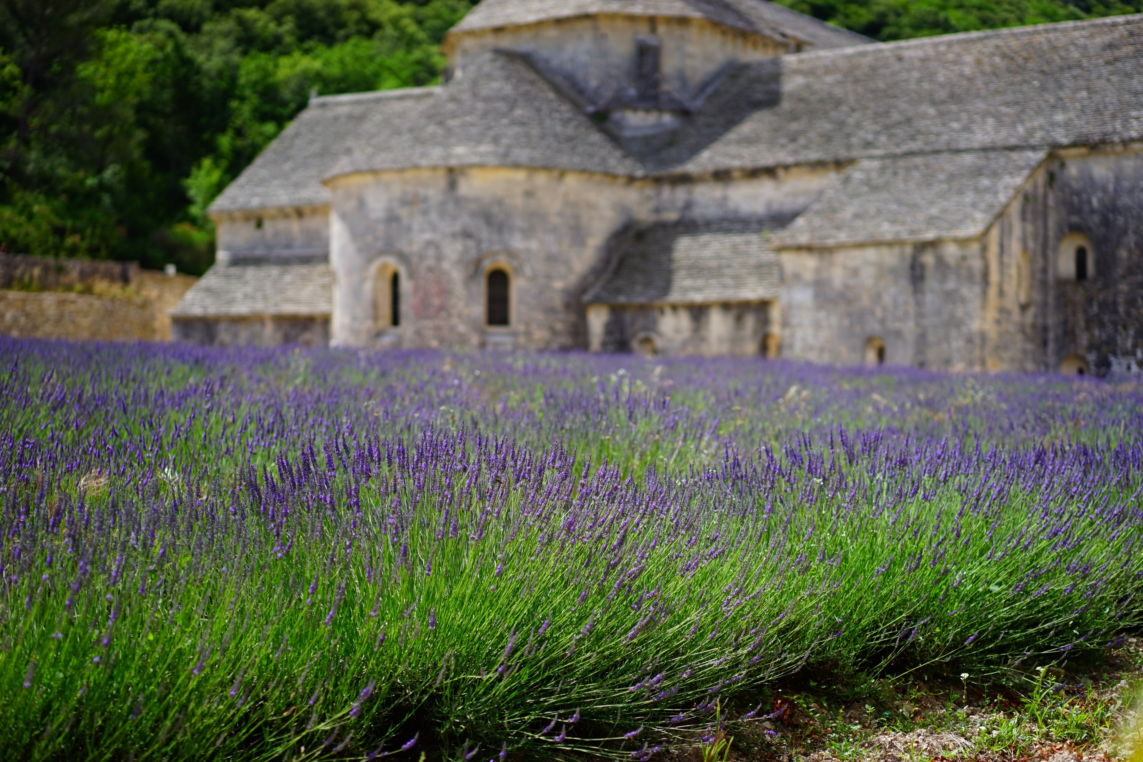lavender flowers blue lavender field 4k, HD Wallpaper