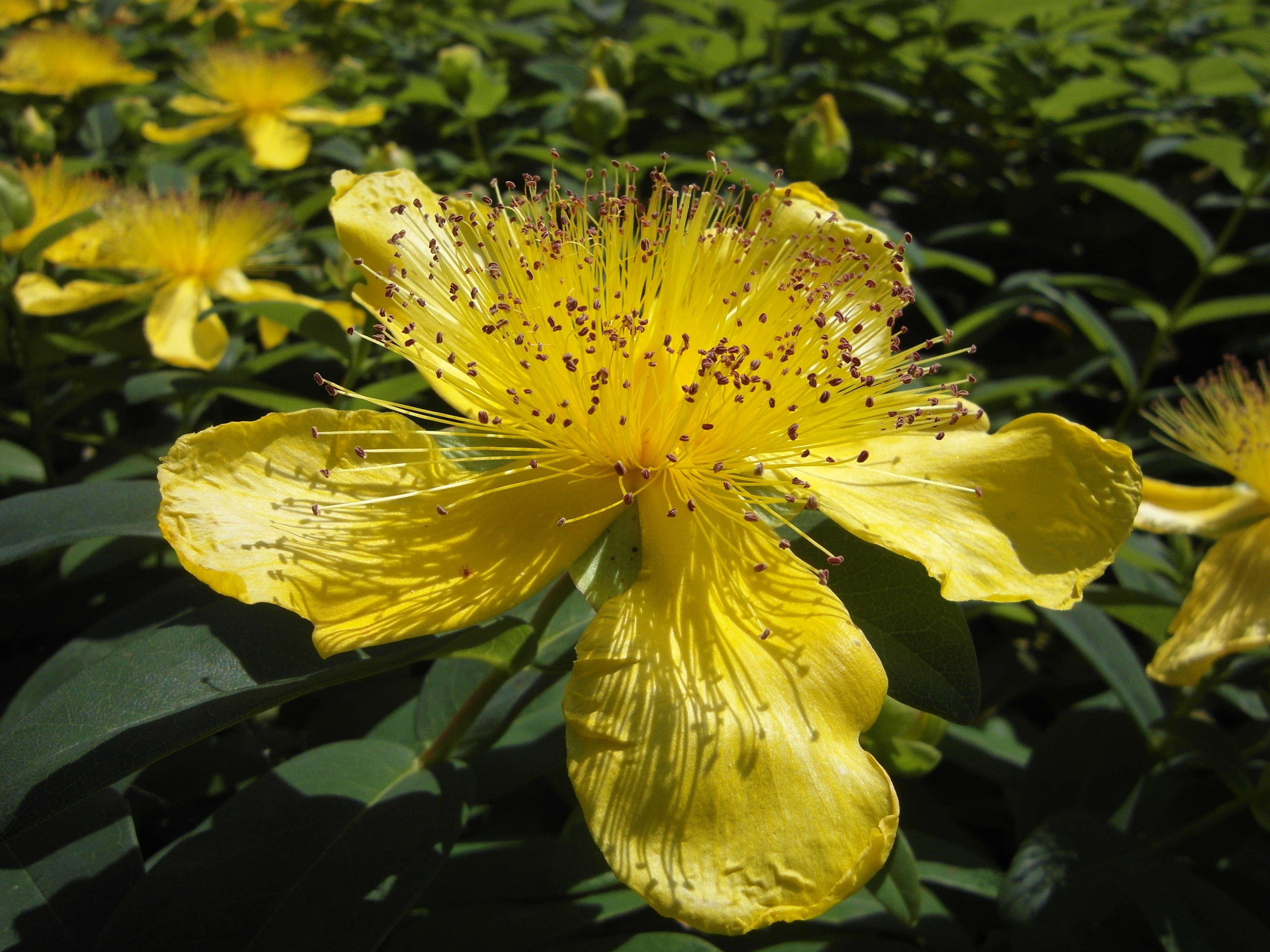 large cup st johns wort flower blossom bloom 4k, HD Wallpaper