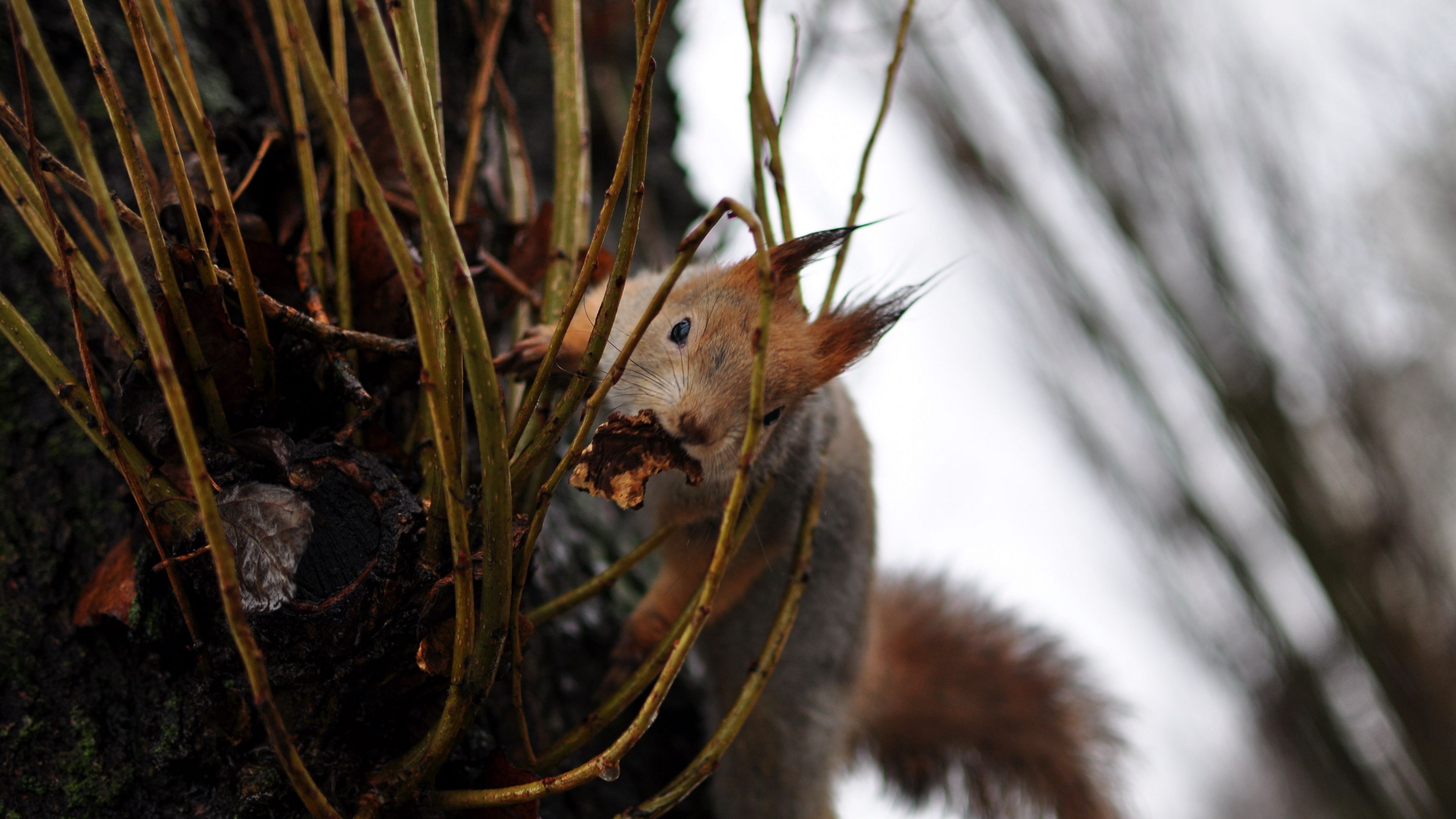 squirrel, grass, climb, 4k, HD Wallpaper