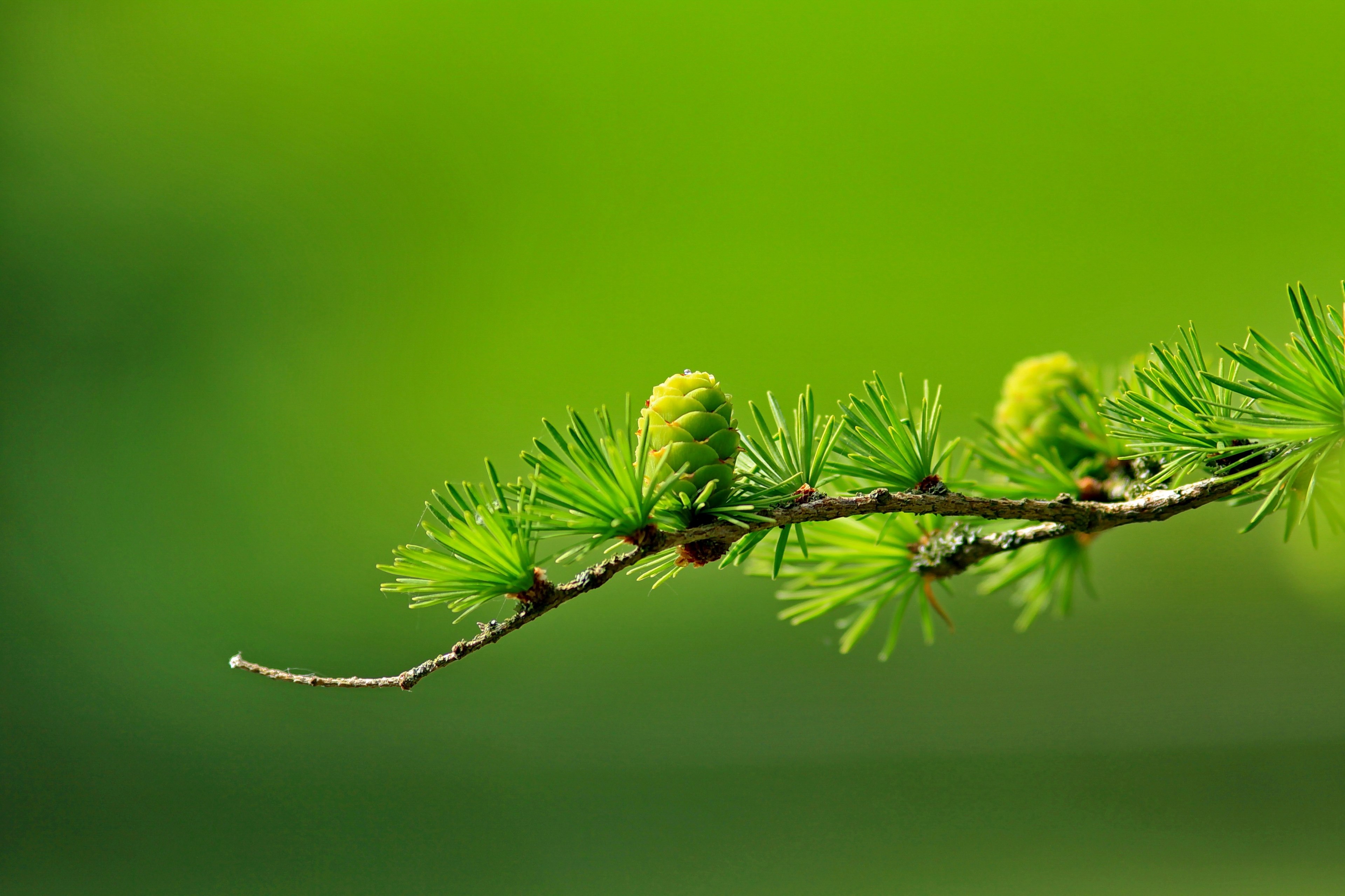 larch conifer cone branch tree nature conifer 4k, HD Wallpaper