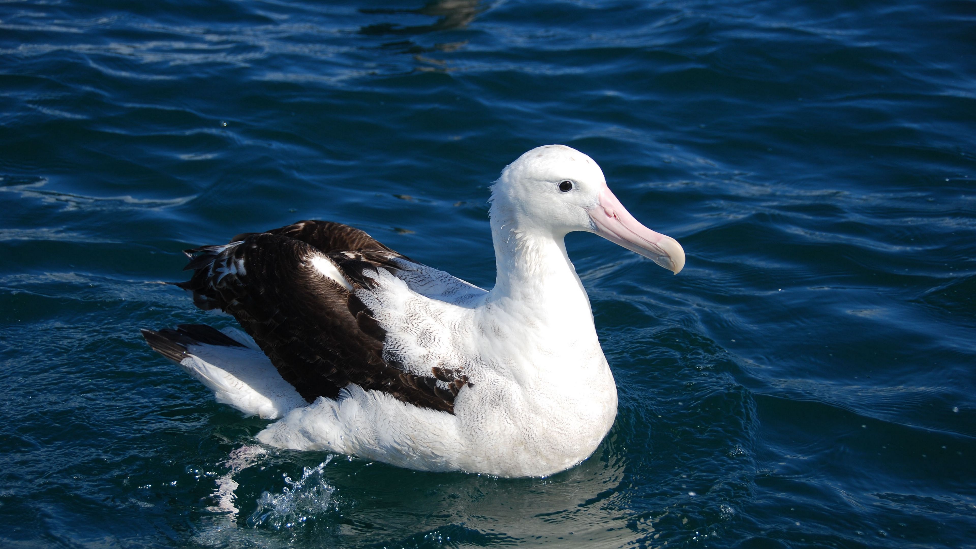 albatross, bird, feathers, sit, 4k, HD Wallpaper