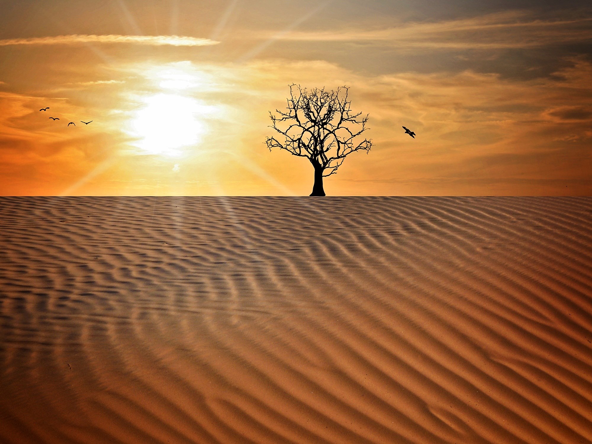 landscape sand drought tree sky sun sunset 4k, HD Wallpaper