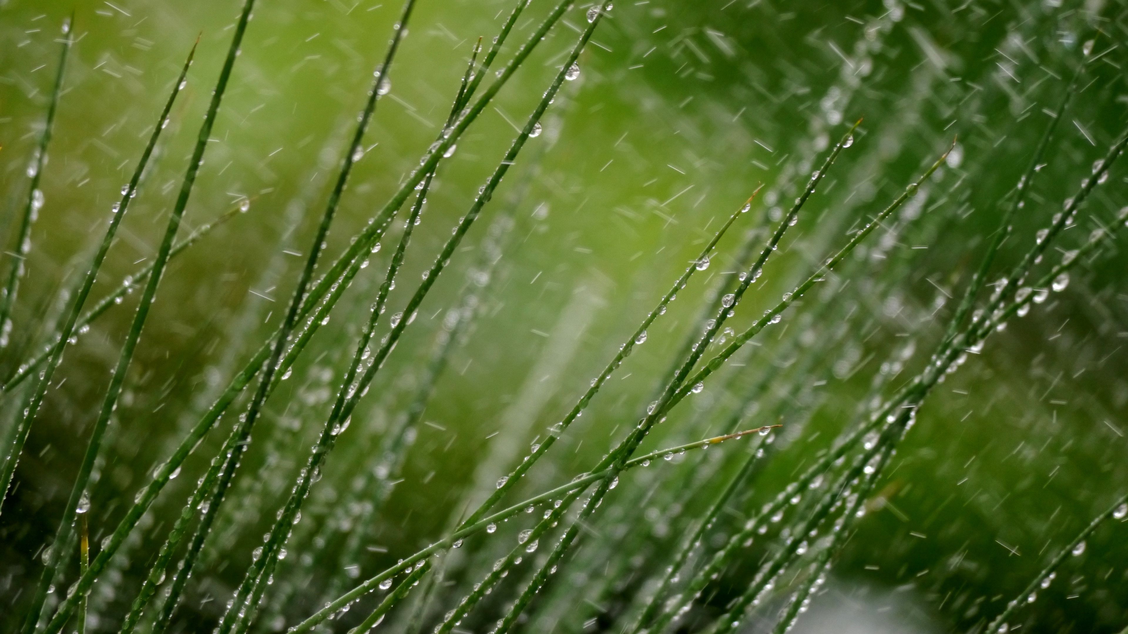 grass, macro, snow, drops, 4k, HD Wallpaper