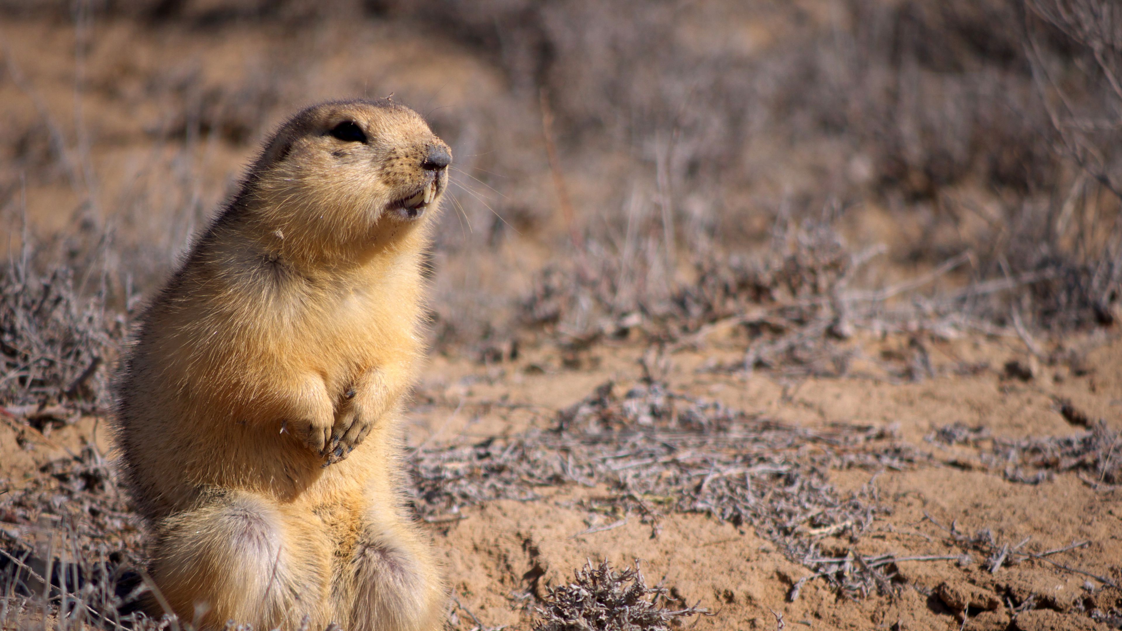 gopher, clay, sit, fear, 4k, HD Wallpaper