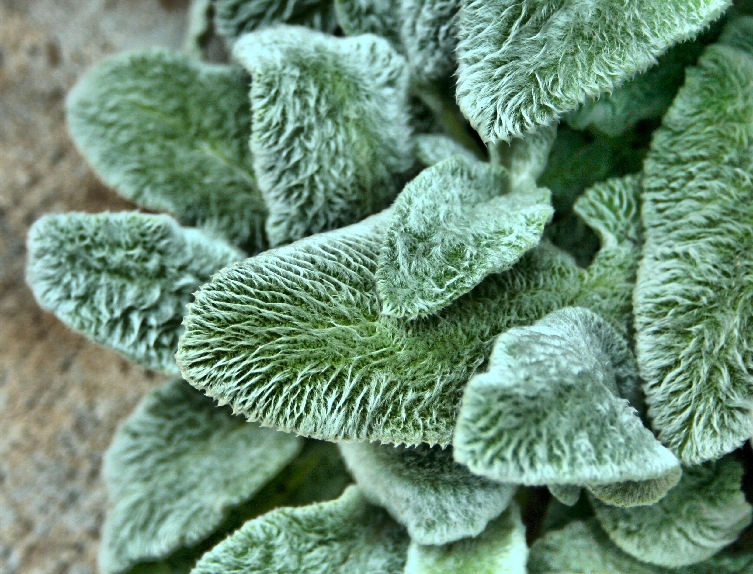 lambs ear texture fuzzy plant garden ground cover 4k, HD Wallpaper