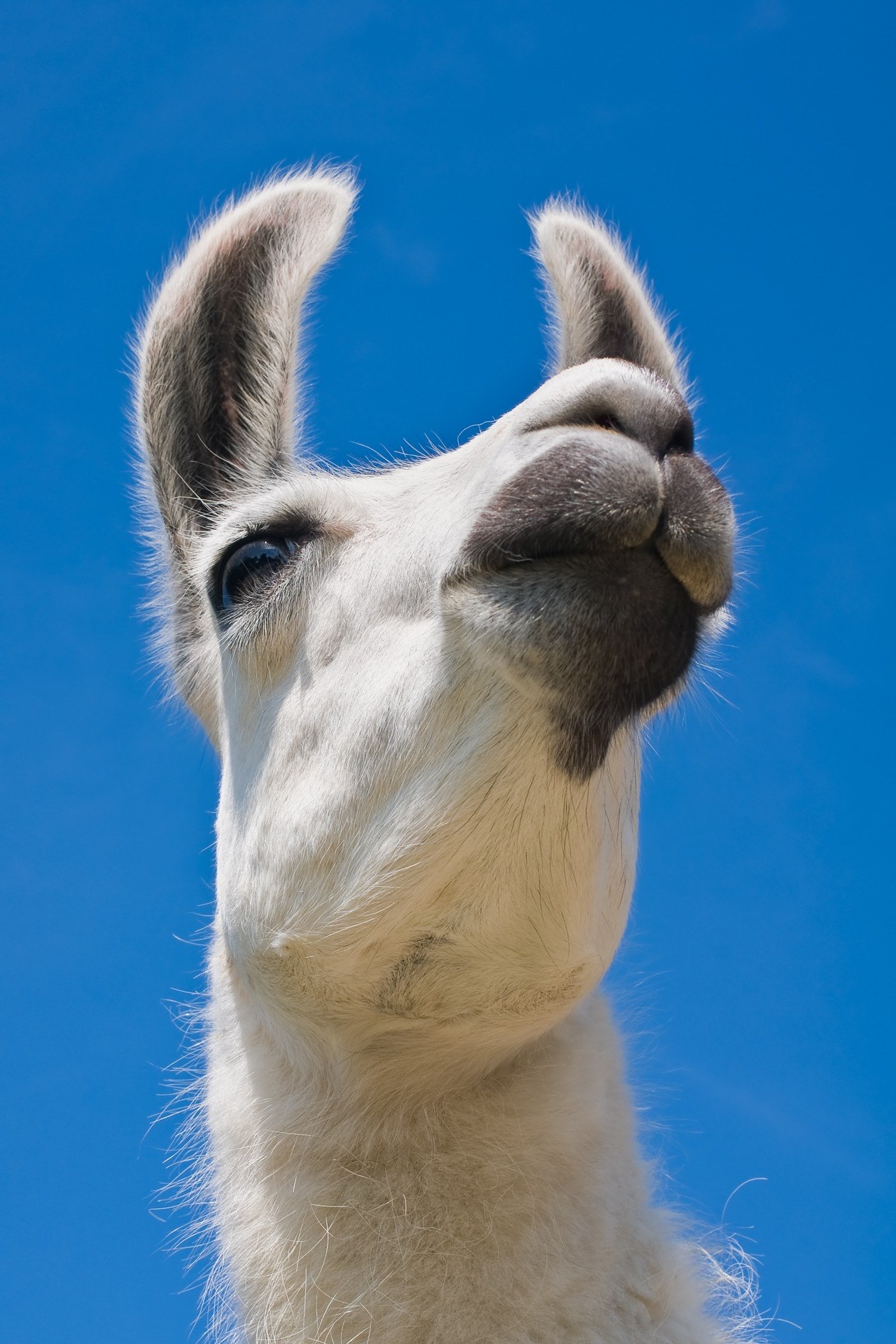 lama camel white portrait mammal fur head face 4k, Phone HD Wallpaper