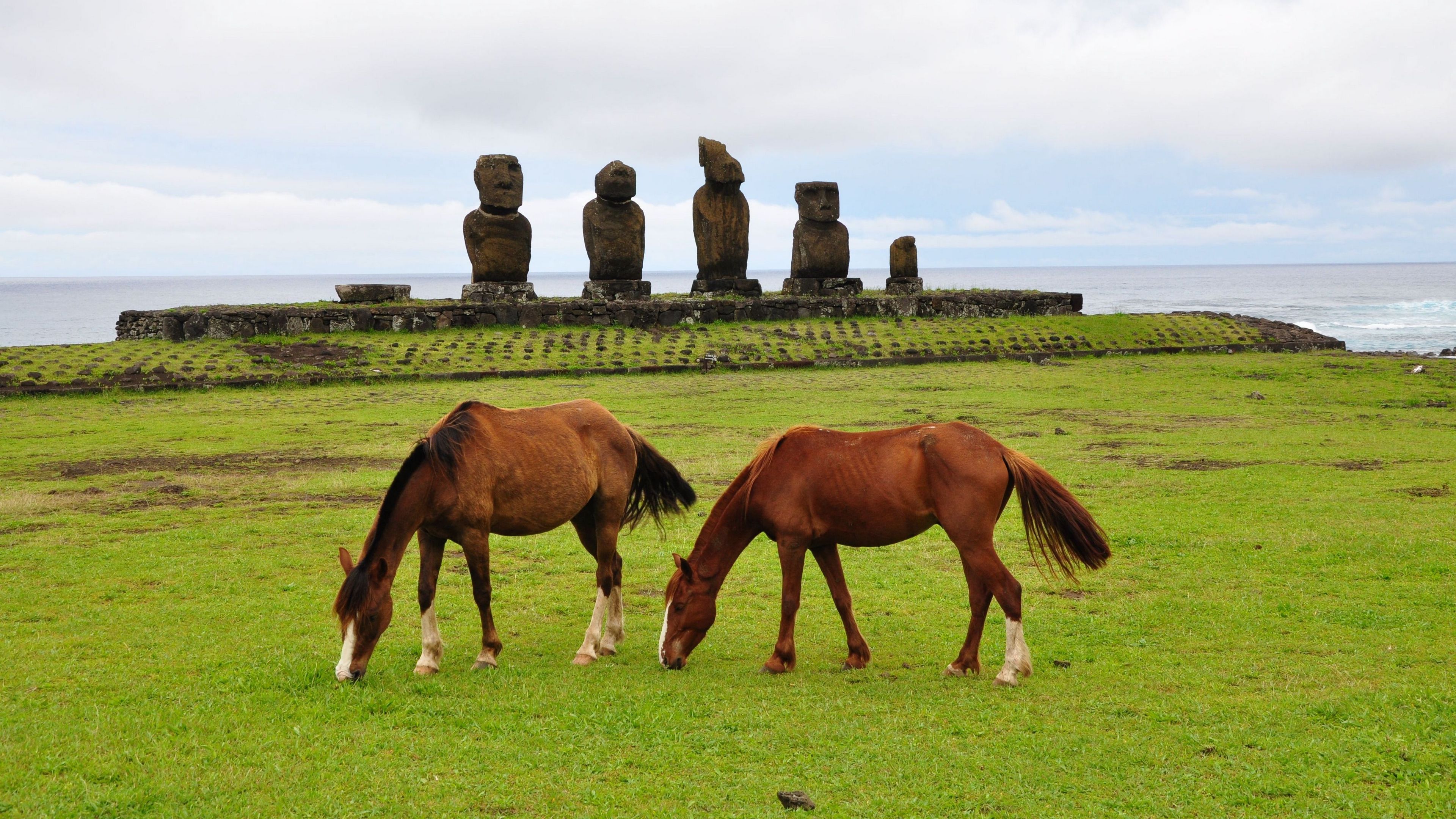 horse, statues, grass, field, food, 4k, HD Wallpaper